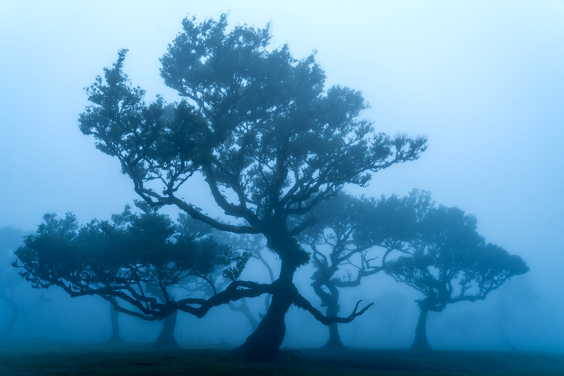 Ancient Til laurel trees emerge from dense cloud in Fanal forest, Madeira, in the pre-dawn stillness of late spring. The dominant foreground tree, its limbs twisted horizontally by centuries of trade-wind pressure, anchors a recession of silhouetted forms that dissolve progressively into the blue-grey murk. Flat, diffuse light strips the scene of colour, leaving structure and atmosphere to carry the image.