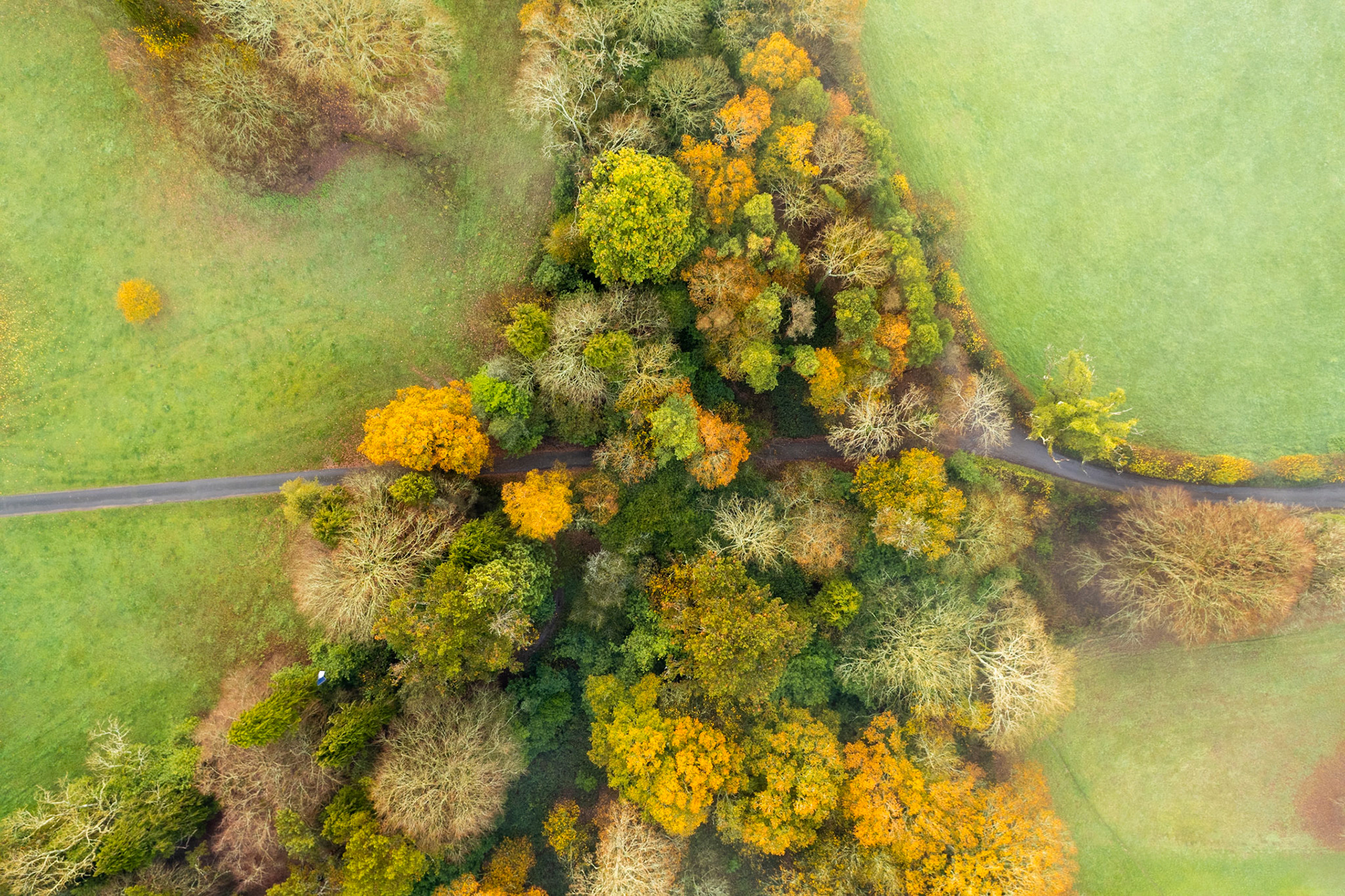 A narrow country lane cuts through a belt of mixed deciduous woodland near Henley-on-Thames, photographed directly overhead in late autumn. The canopy ranges from deep evergreen through amber and gold to bare-limbed grey, mapping the uneven pace of leaf-fall across species. Soft, flat overcast light suppresses shadow and unifies the palette without flattening the texture of individual crowns.