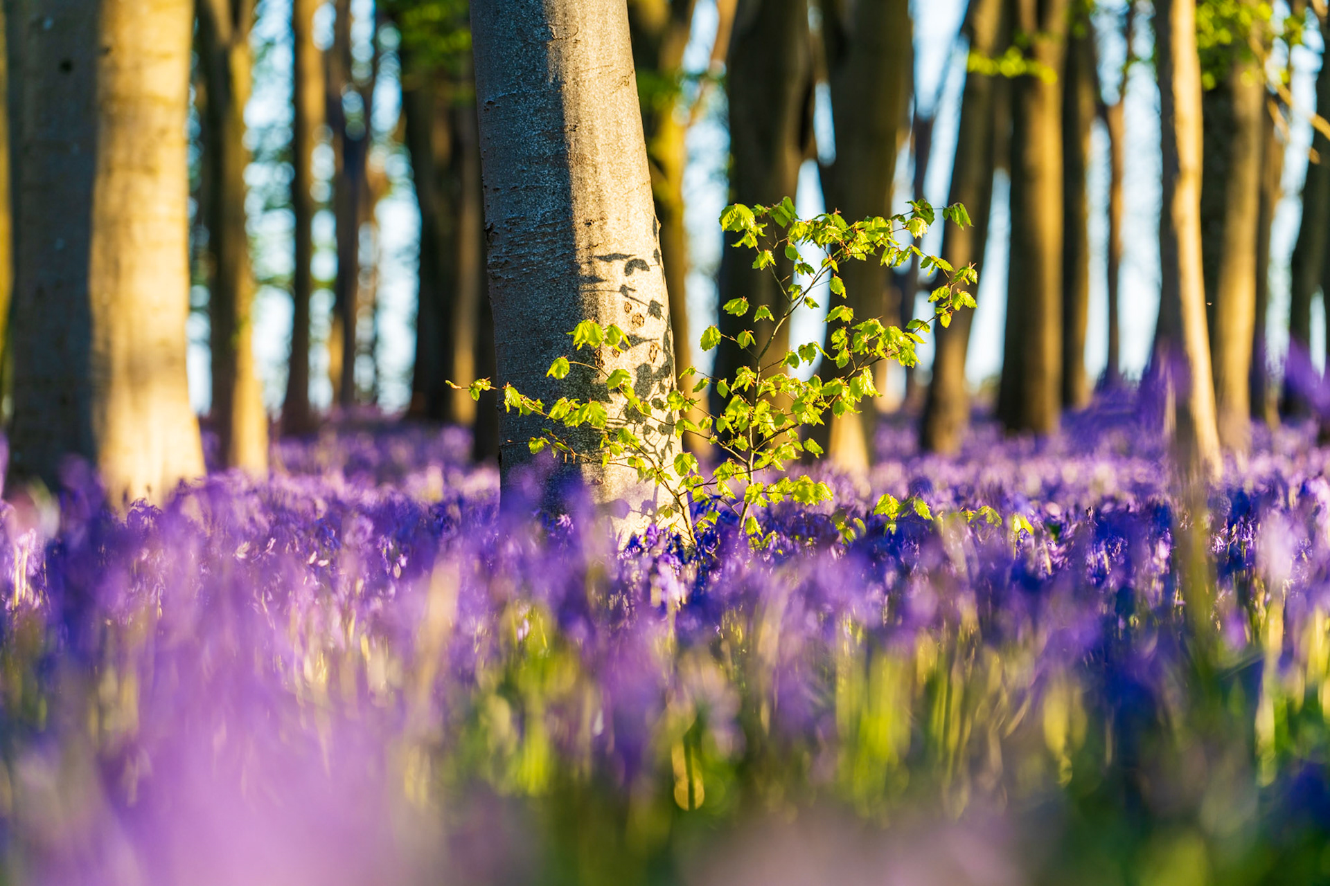 A young beech sapling catches low dawn light against a mature trunk in a bluebell woodland at Badbury Clump near Faringdon, Oxfordshire, the forest floor carpeted in Hyacinthoides non-scripta at peak bloom. The wide aperture compresses the perspective to ground level, rendering the violet mass as soft foreground and background planes around a sharp central anchor. Captured at dawn on 17 April 2025.