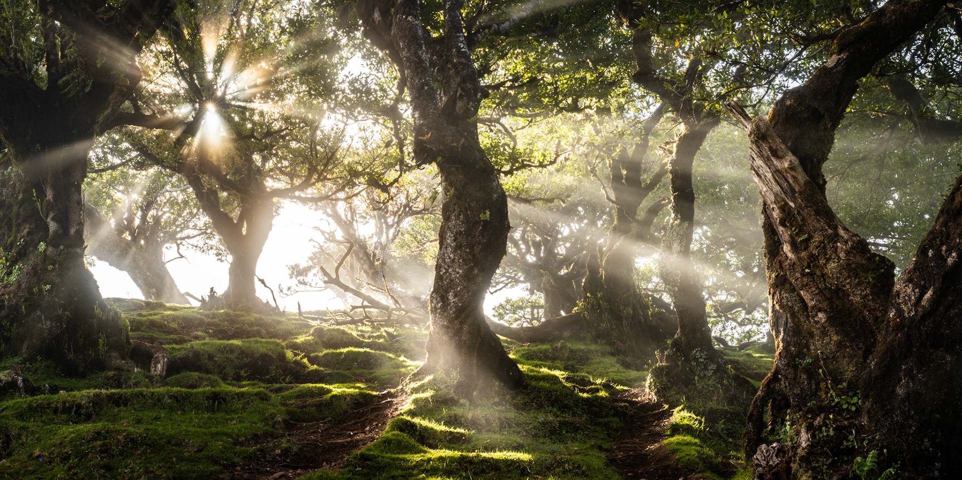 Sun rays pierce the canopy of ancient laurel forest at dawn, scattering through mist to illuminate a moss-carpeted floor. The gnarled, twisting trunks of Madeira's laurisilva — a remnant of the Tertiary-era forests that once covered southern Europe — frame shafts of light in a scene of rare atmospheric density. The panoramic framing holds the disorder of the woodland in careful tension with the ordered geometry of the light.
