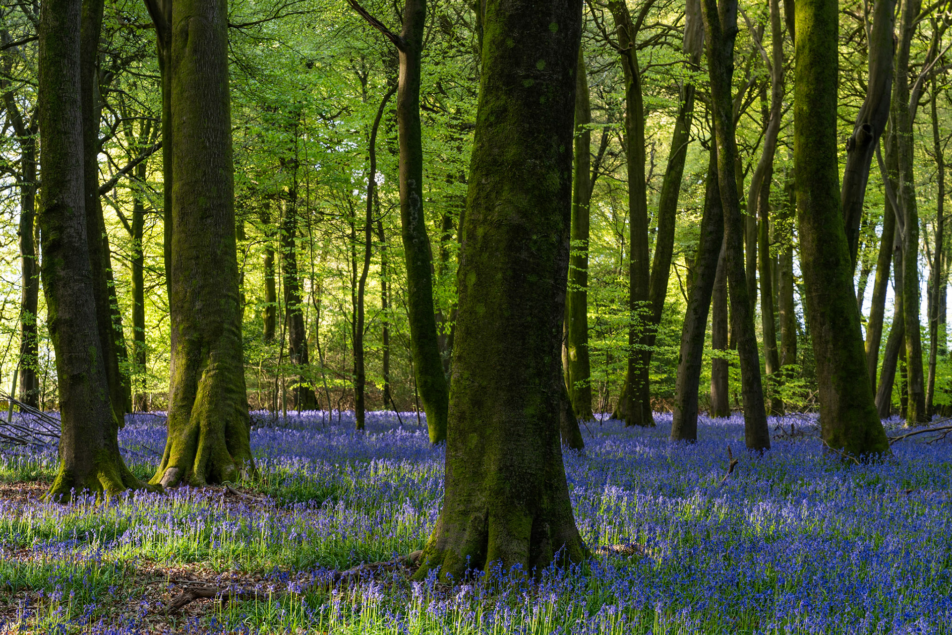 A beech woodland floor in the Chilterns, Oxfordshire, carpeted in native bluebells and photographed in the low raking light of an April dawn. The moss-covered trunks anchor the composition while back-lit canopy foliage creates depth through the stand. Light is clean and directional, lending the scene quiet luminosity without drama.