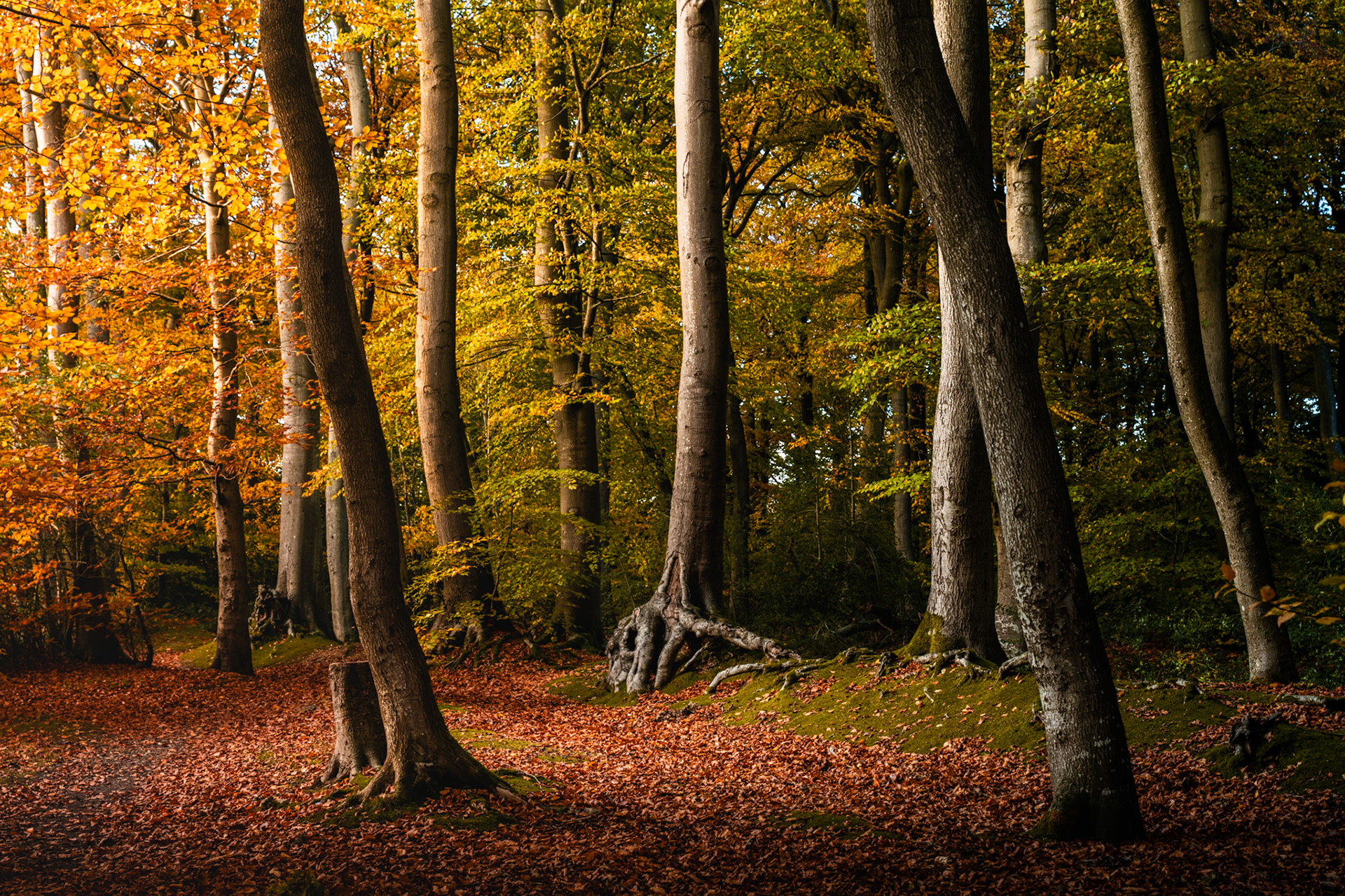 Mature beech woodland in the Chilterns, Oxfordshire, photographed in mid-autumn as the canopy holds a mix of gold and residual green. Low afternoon light catches the smooth grey trunks and a carpet of fallen leaves, drawing attention to an exposed root mass at the centre-ground. The contrast between sunlit foreground and shaded interior gives the scene depth without drama.