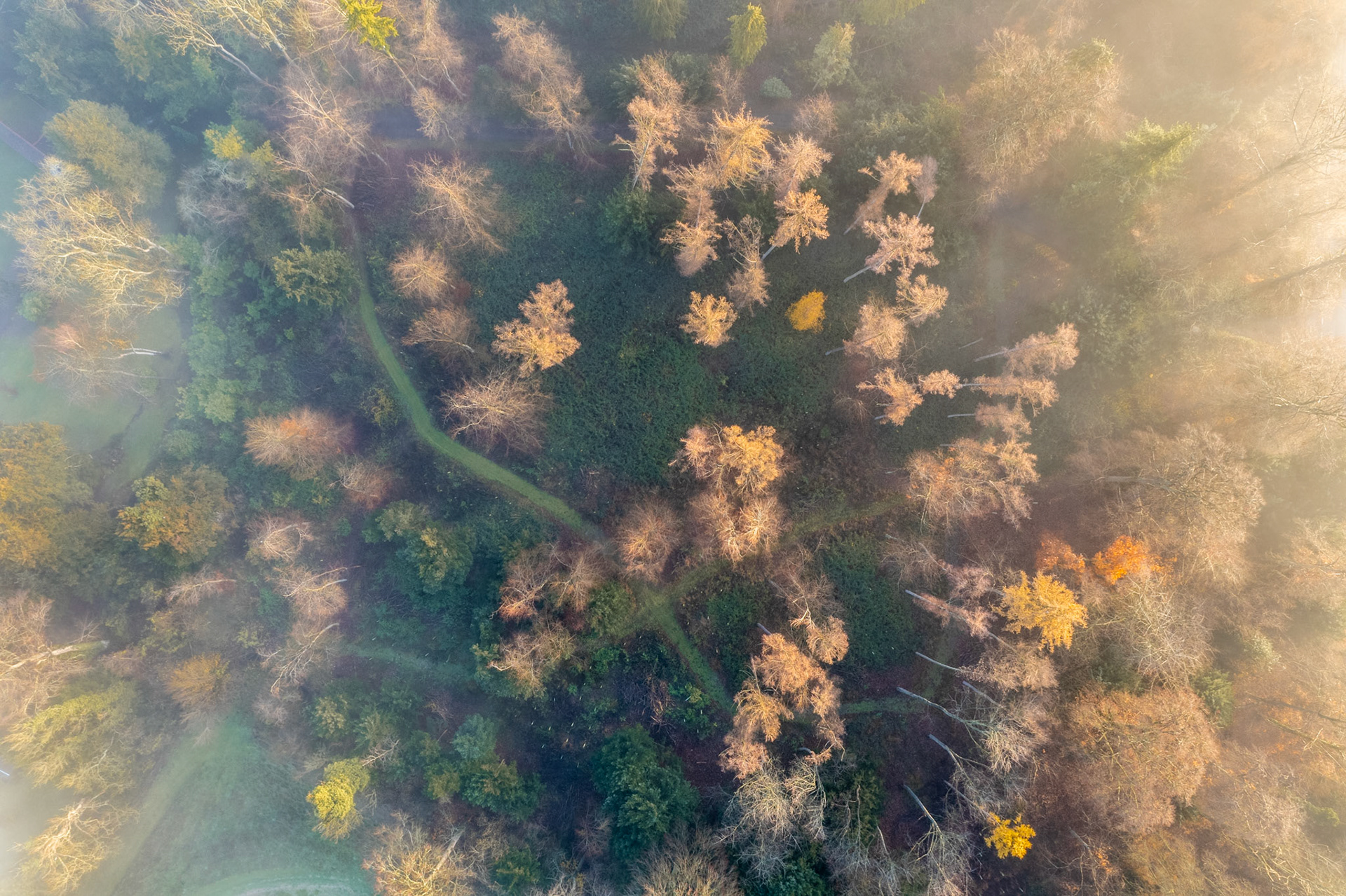 A nadir aerial view over mixed woodland near Henley-on-Thames, taken in early winter morning light. Low December sun rakes across the canopy from the upper right, picking out the pale crowns of leafless deciduous trees against patches of dark evergreen understorey. A faint grass track traces a winding line through the clearing at the image's centre.