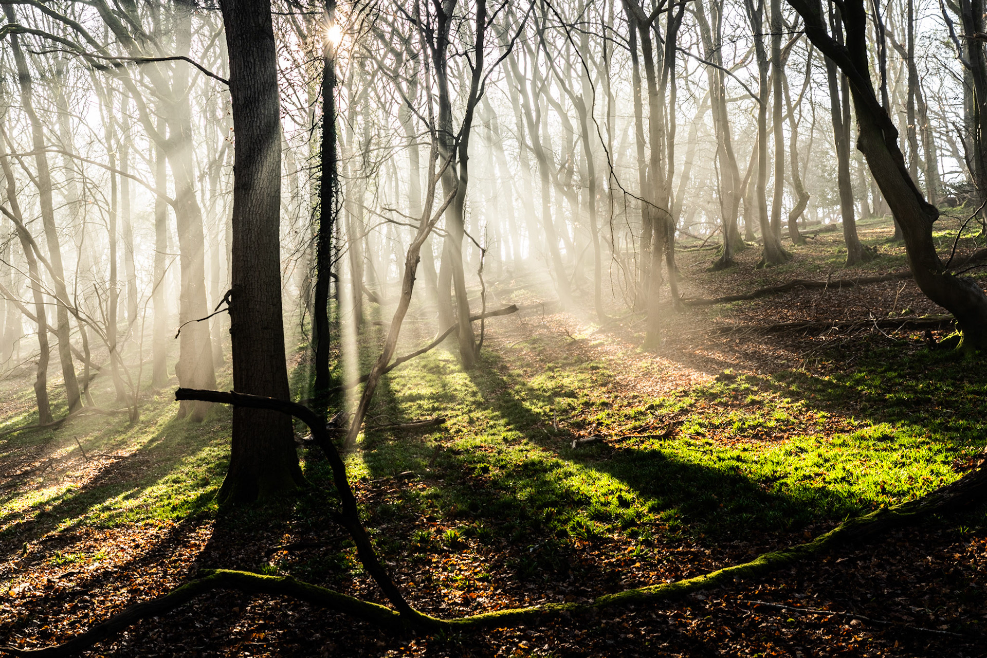 Low March sun breaks through mist in a bare deciduous woodland in the Chilterns, Oxfordshire, casting long shadows across moss and leaf litter. Crepuscular rays fan outward from a near-hidden sun star between the trunks, the fog rendering the background trees as pale silhouettes. The shallow dip in the ground plane draws the eye into the lit centre of the frame.