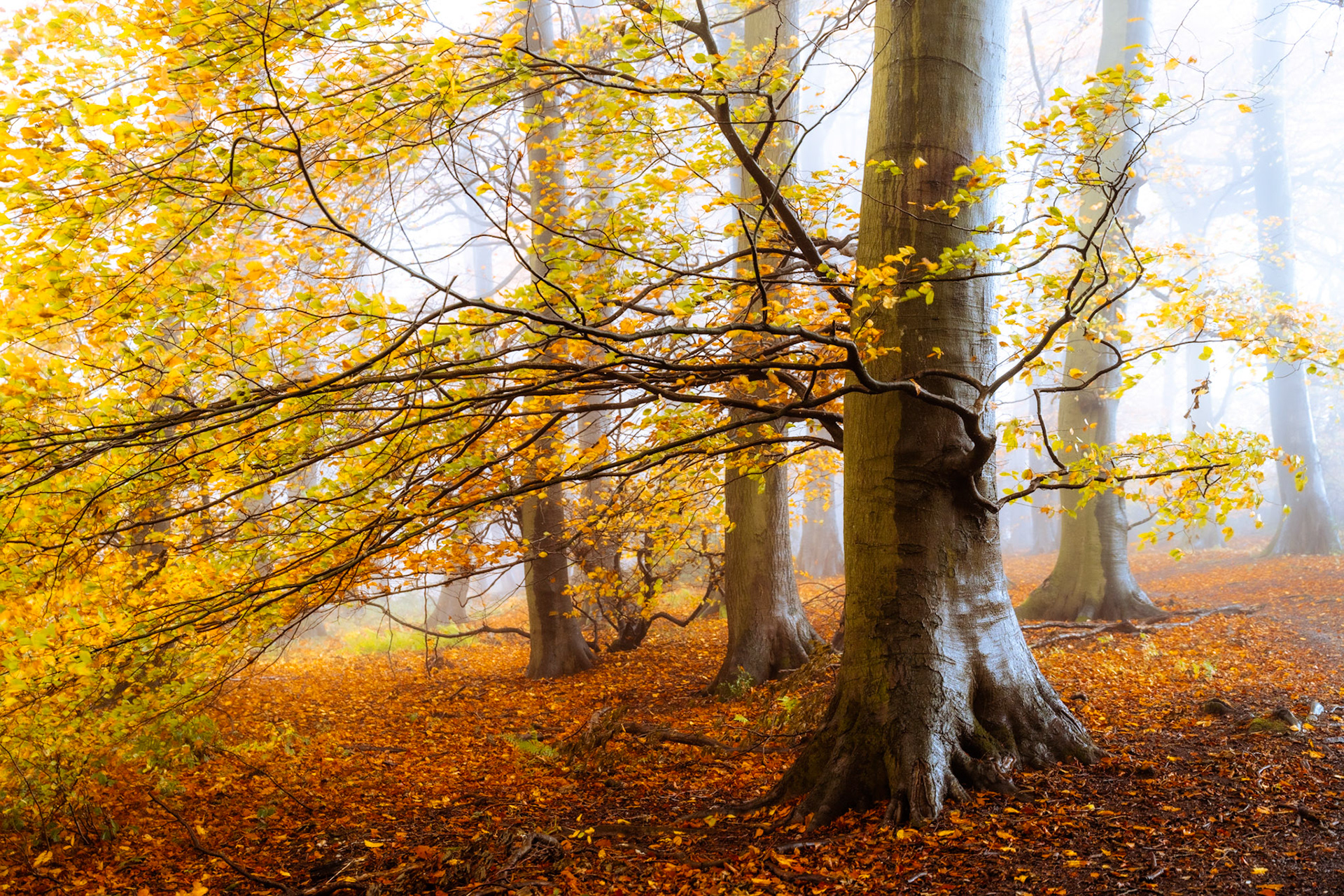 A veteran beech in the Chilterns, its branches arching low across a floor thick with fallen leaves, holds its last autumn colour against dense morning fog. The mist erases the woodland's depth, compressing the stand of smooth-barked trunks into a layered, near-monochromatic distance that contrasts with the warm amber and yellow of the foreground canopy. The composition centres on the tree's character — the knotted branch union and buttressed roots — rather than spectacle alone.