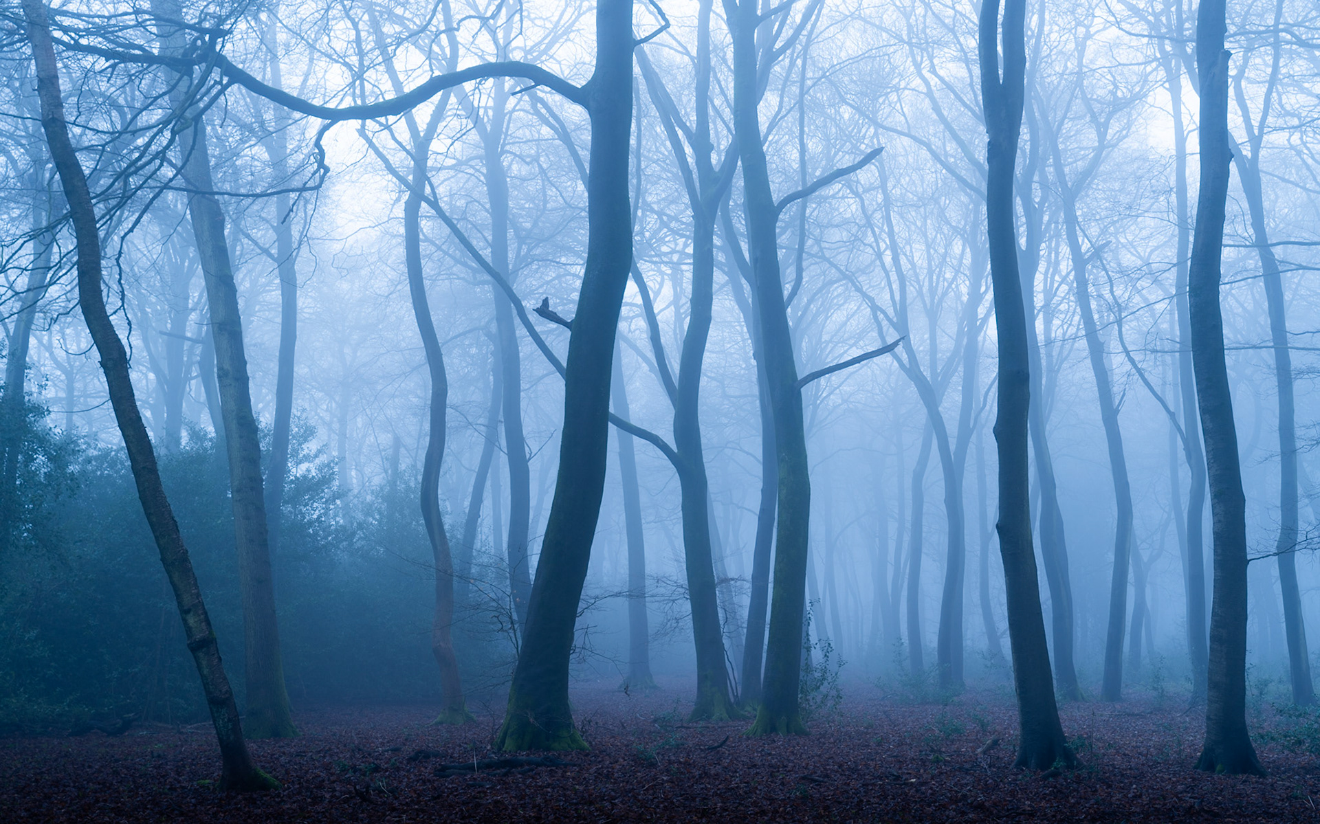 Bare beech trunks in the Chilterns recede into dense winter fog, their sinuous forms dissolving plane by plane into a pale blue-grey ground. The fallen leaf litter anchors a scene that is otherwise almost entirely tonal, the mist erasing depth until the woodland becomes near-abstract. Captured at dawn in January, the light is directionless and cold, lending the image a stillness that feels both quiet and unsettling.