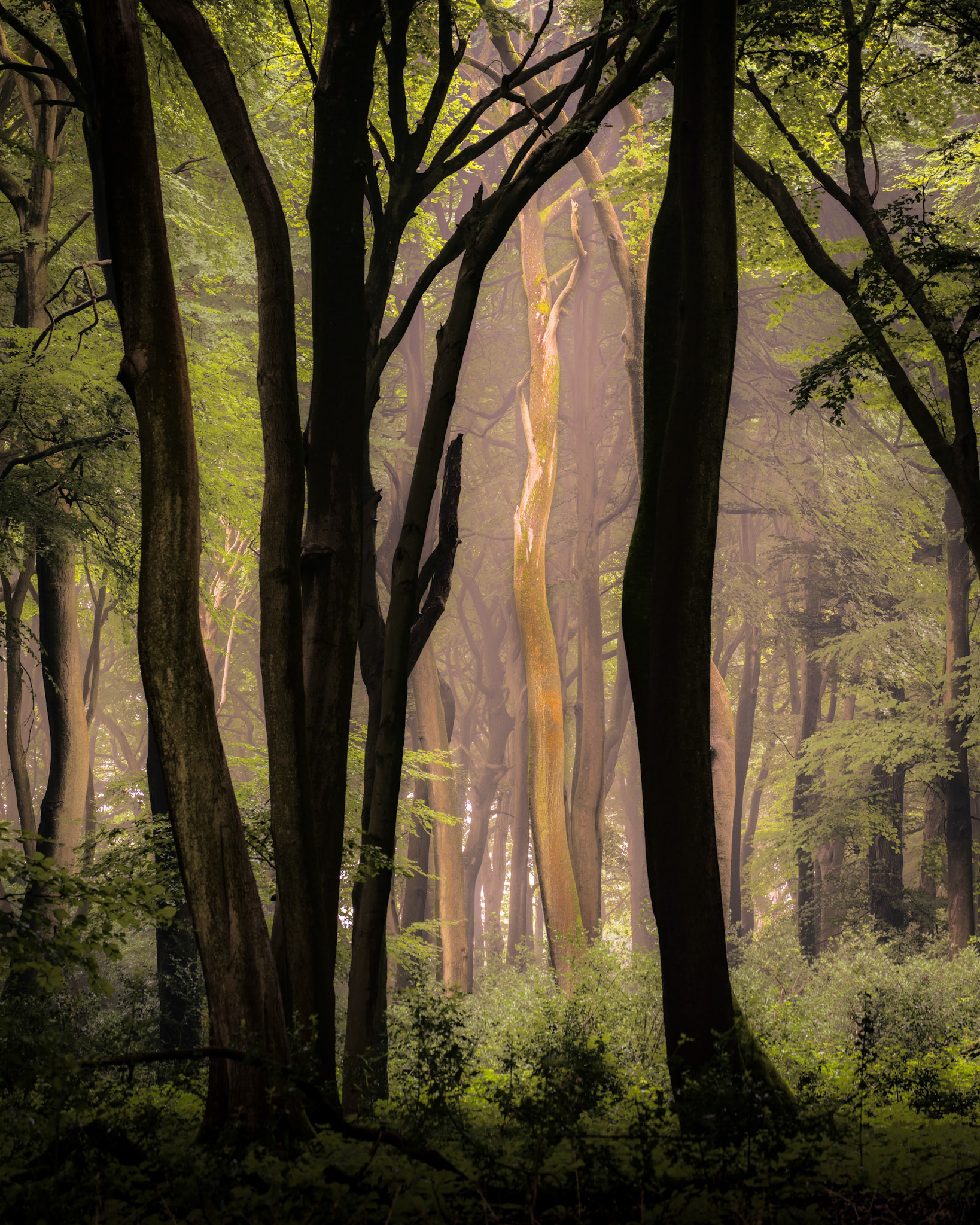 From the dark into the light, woodland, England, UK