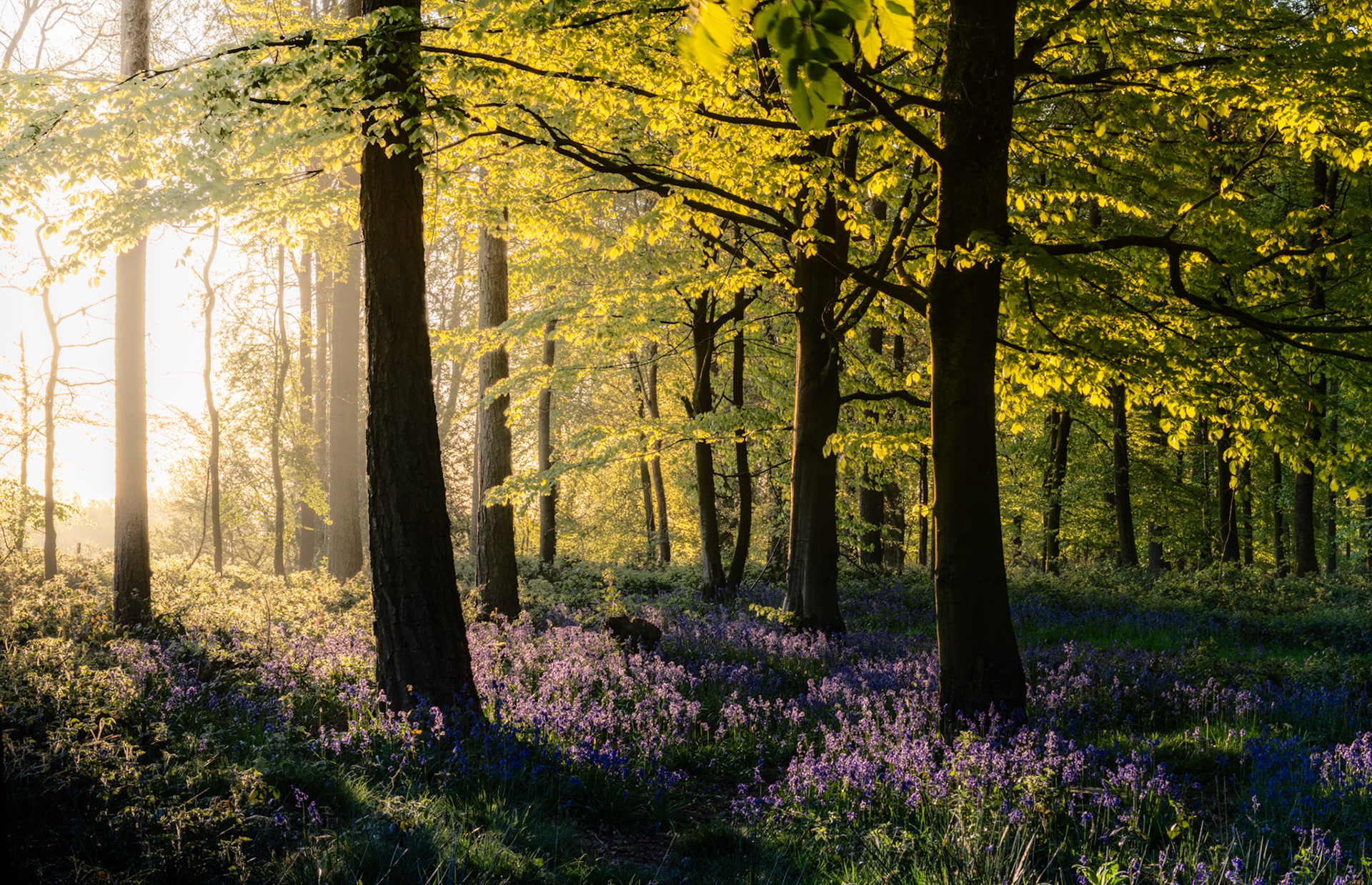 Low dawn light filters through a broadleaf woodland in the Chilterns, Oxfordshire, where fresh spring leaf casts long shadows across a dense carpet of bluebells. Residual mist softens the background trees and amplifies the backlit glow on the canopy. The composition holds depth without a single dominant subject, relying instead on the layered rhythm of trunks receding into the haze.
