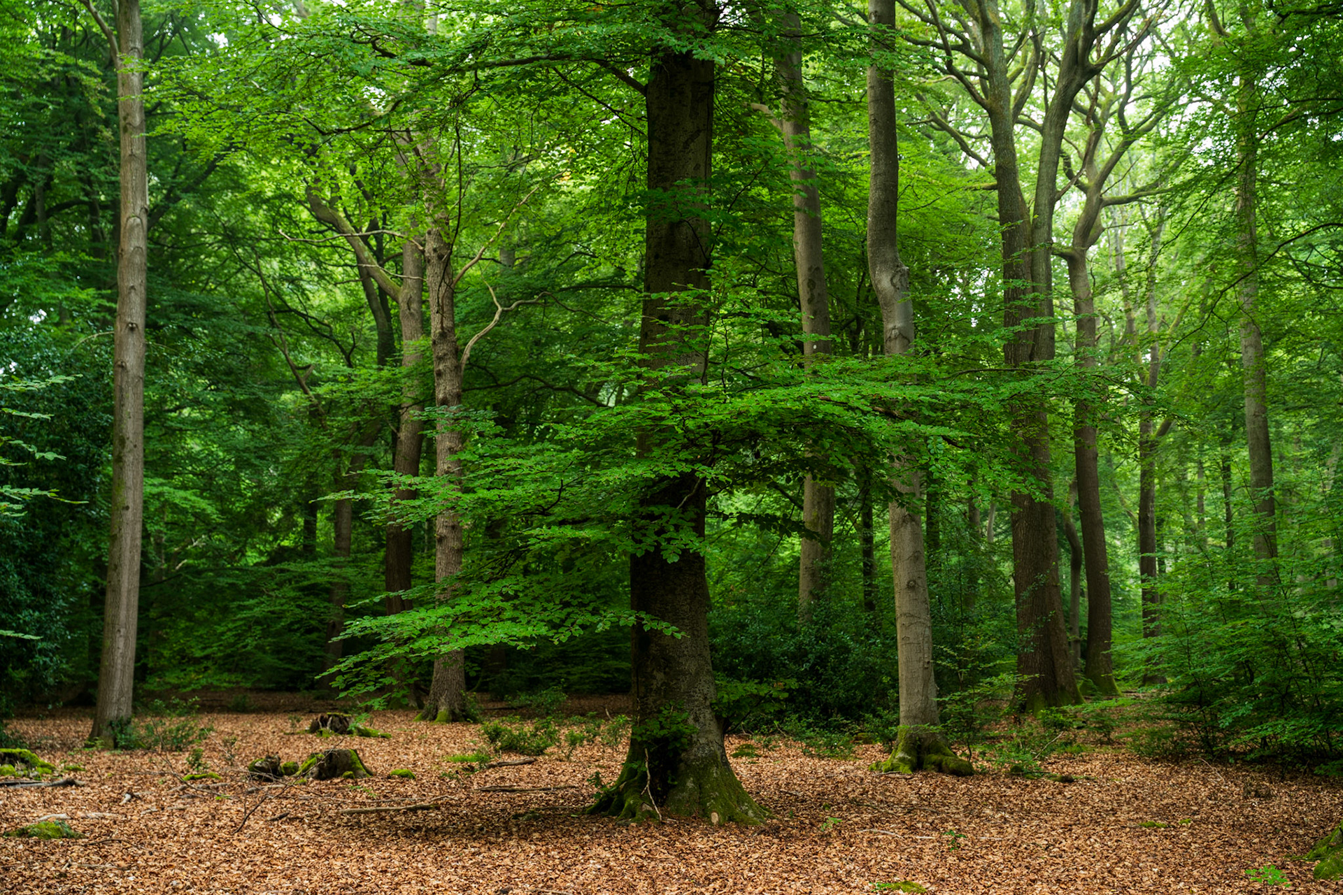 Mature beech woodland in the Chilterns, Oxfordshire, in full summer leaf, the canopy casting a diffuse green light across a floor deep in last autumn's mast husks. A young beech sapling rises beneath the dominant central trunk, its fresh foliage catching what little brightness filters through the overcast sky. The flat light flattens depth and reduces the scene's atmospheric potential.