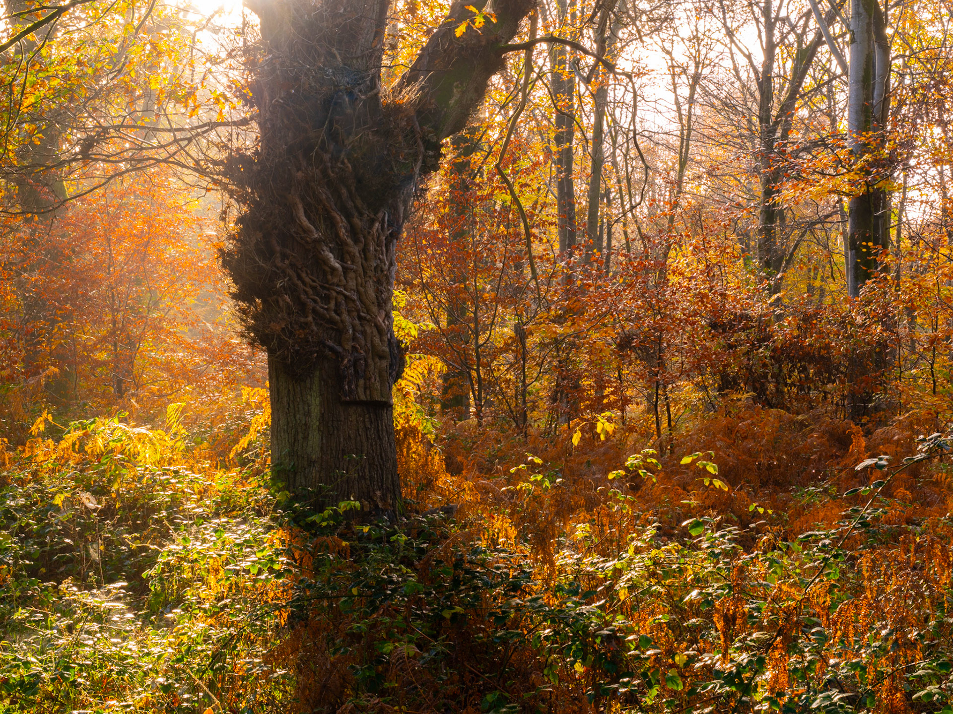 Low autumn sun cuts through deciduous woodland, catching the twisted ivy stems coiling up a gnarled veteran trunk. Bracken and bramble glow amber and gold in the understory, while mist softens the mid-distance trees. The texture of the bark and climbing stems anchors a scene otherwise dissolved in warm backlight.