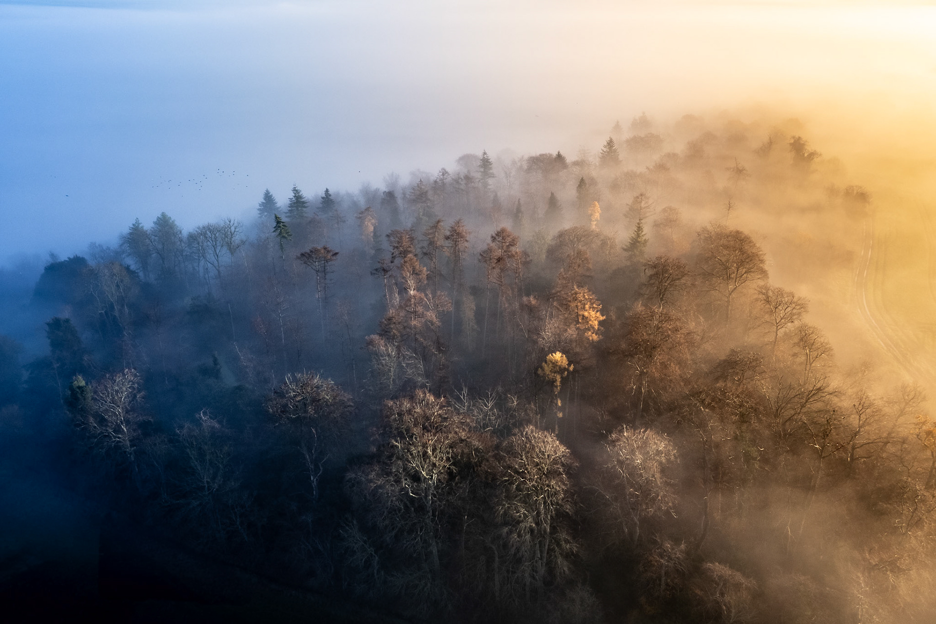 Low winter sun breaks through inversion mist over a mixed woodland hill above the Thames valley, splitting the canopy between cold blue shadow and warm golden light. The aerial perspective reveals the fog rolling through the treetops at near-crown height, rendering bare deciduous crowns and standing conifers as separate tonal registers. A loose flock of birds drifts through the blue half of the sky, anchoring scale in an otherwise abstract composition.