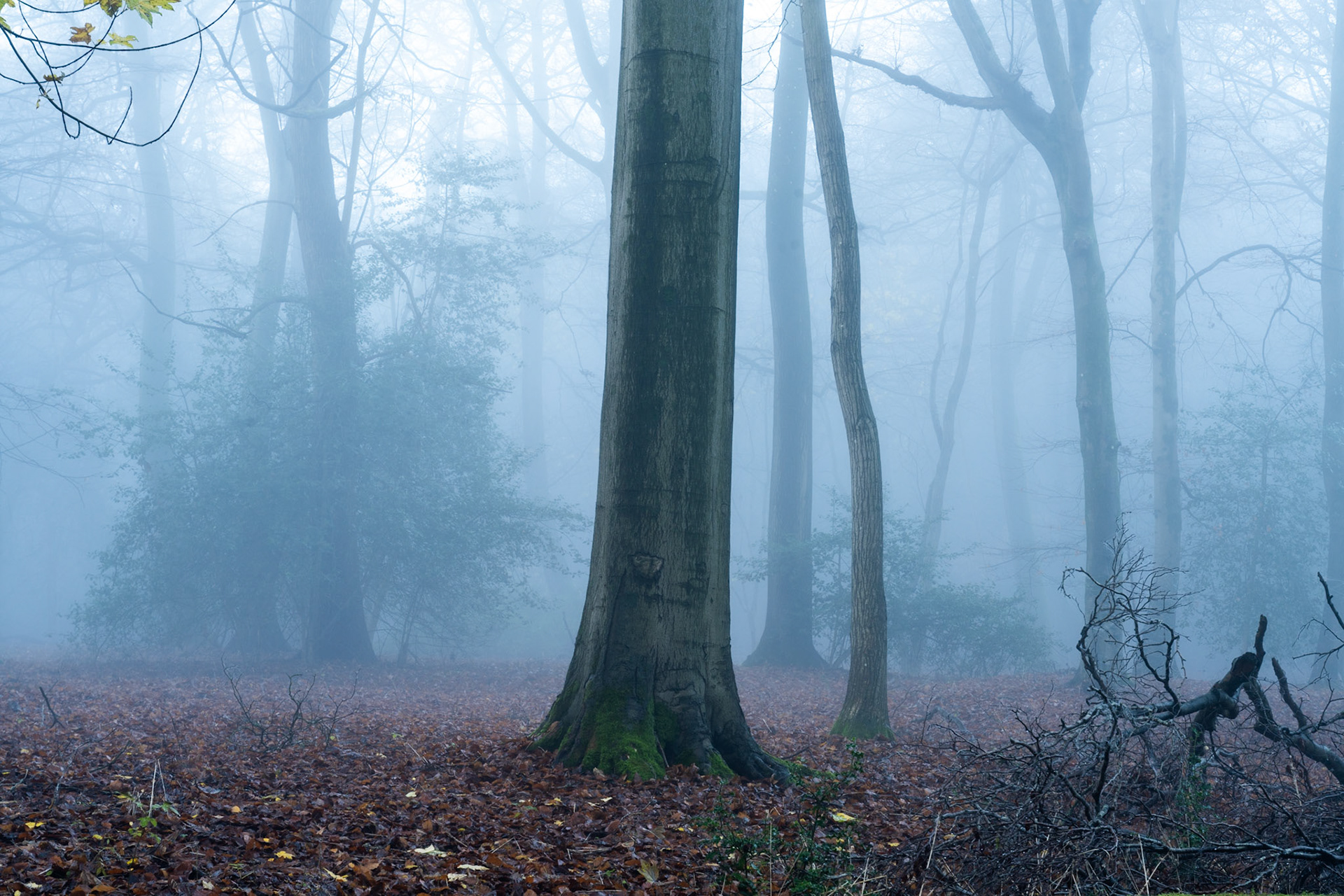 A mature beech stands at the edge of visibility in dense winter fog in the Chilterns, its moss-patched base anchoring a floor of fallen leaves. The curving stem of a neighbouring tree draws the eye into the softened middle distance, where further trunks dissolve into blue-white air. Dead wood in the foreground adds quiet texture without distraction.