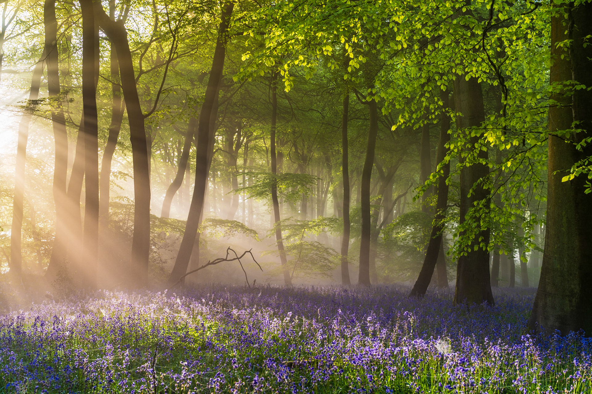 Sunrise Sunbeams Springtime Bluebells, Chilterns, UK (Awarded)