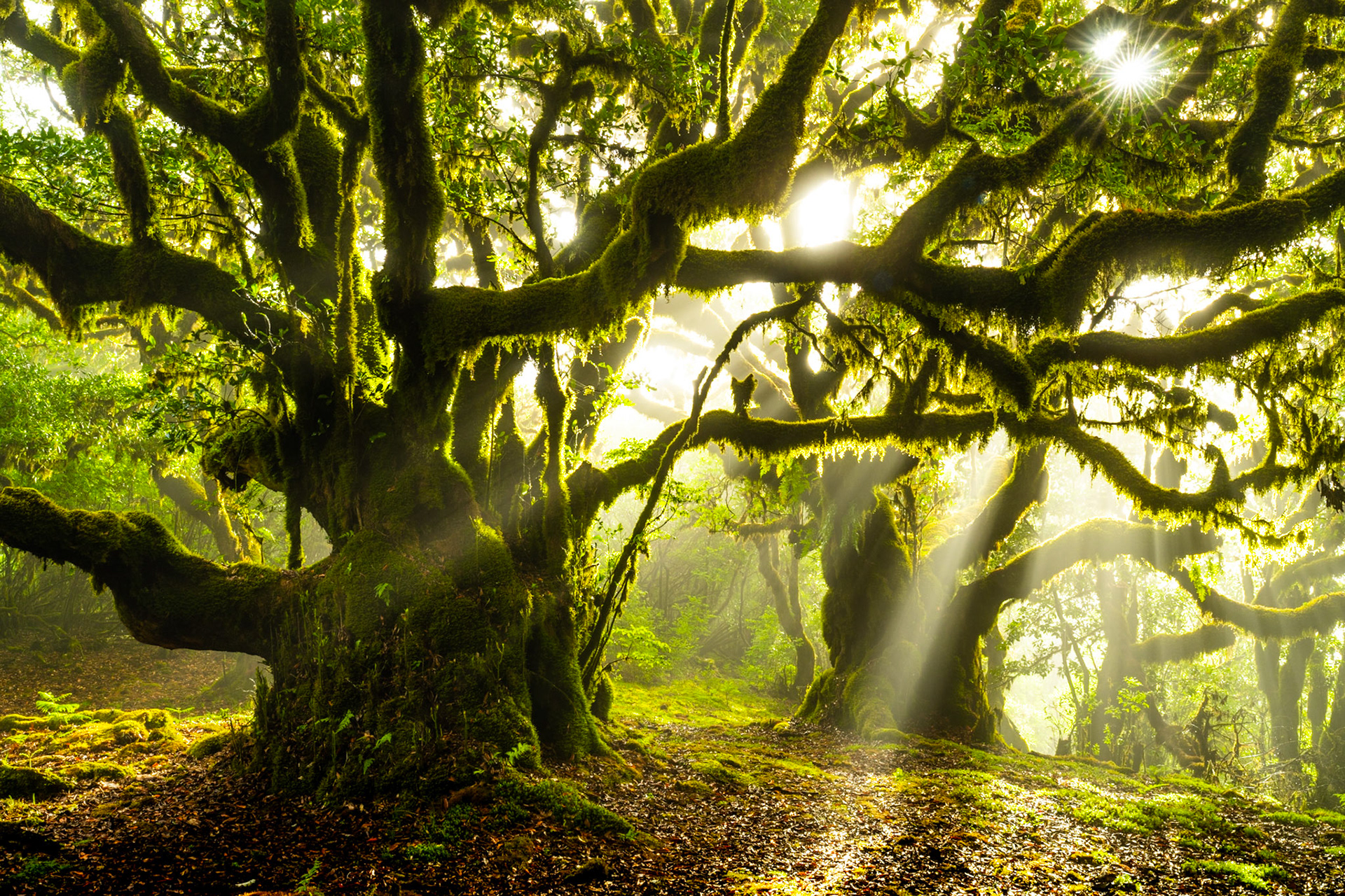 Crepuscular rays pierce the canopy of a moss-laden laurel forest at dawn, the branches of an ancient tree draped in fern and bryophyte against a luminous wall of mist. The Laurisilva of Madeira, a UNESCO-listed relic of the Tertiary period, holds this quality of light only briefly each morning when cloud and sun align at the forest edge. The image works through structural tension — the weight of the horizontal limbs pressing against vertical shafts of light.