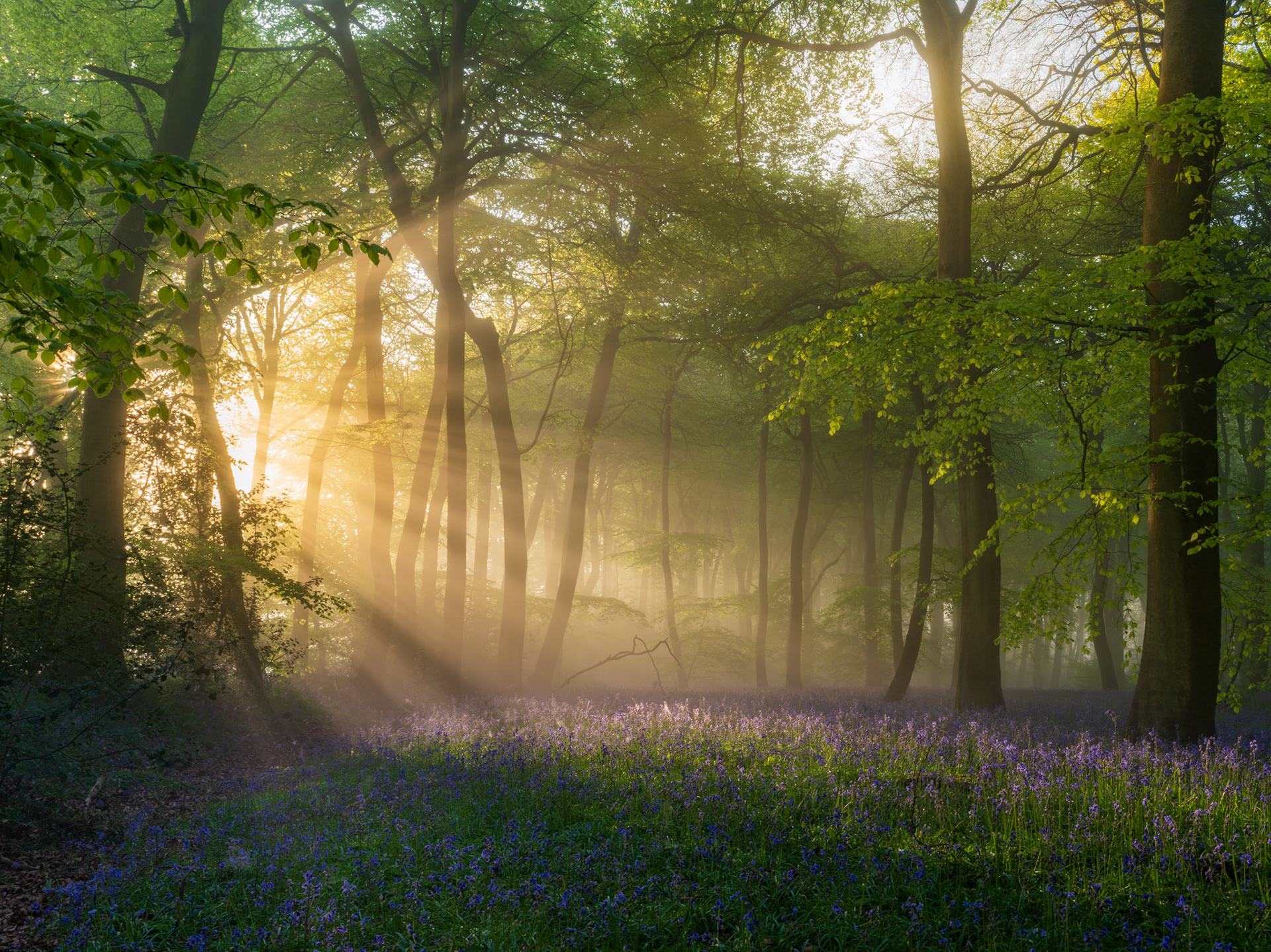 Crepuscular rays break through a mist-laden beech woodland in the Chilterns, Oxfordshire, at first light, illuminating a dense carpet of bluebells below. The ambient fog scatters the low sun into distinct shafts between slender trunks, compressing distance and lending the scene a rare depth of atmosphere. Captured at the precise convergence of peak bluebell flowering and ideal misty conditions shortly before six in the morning.