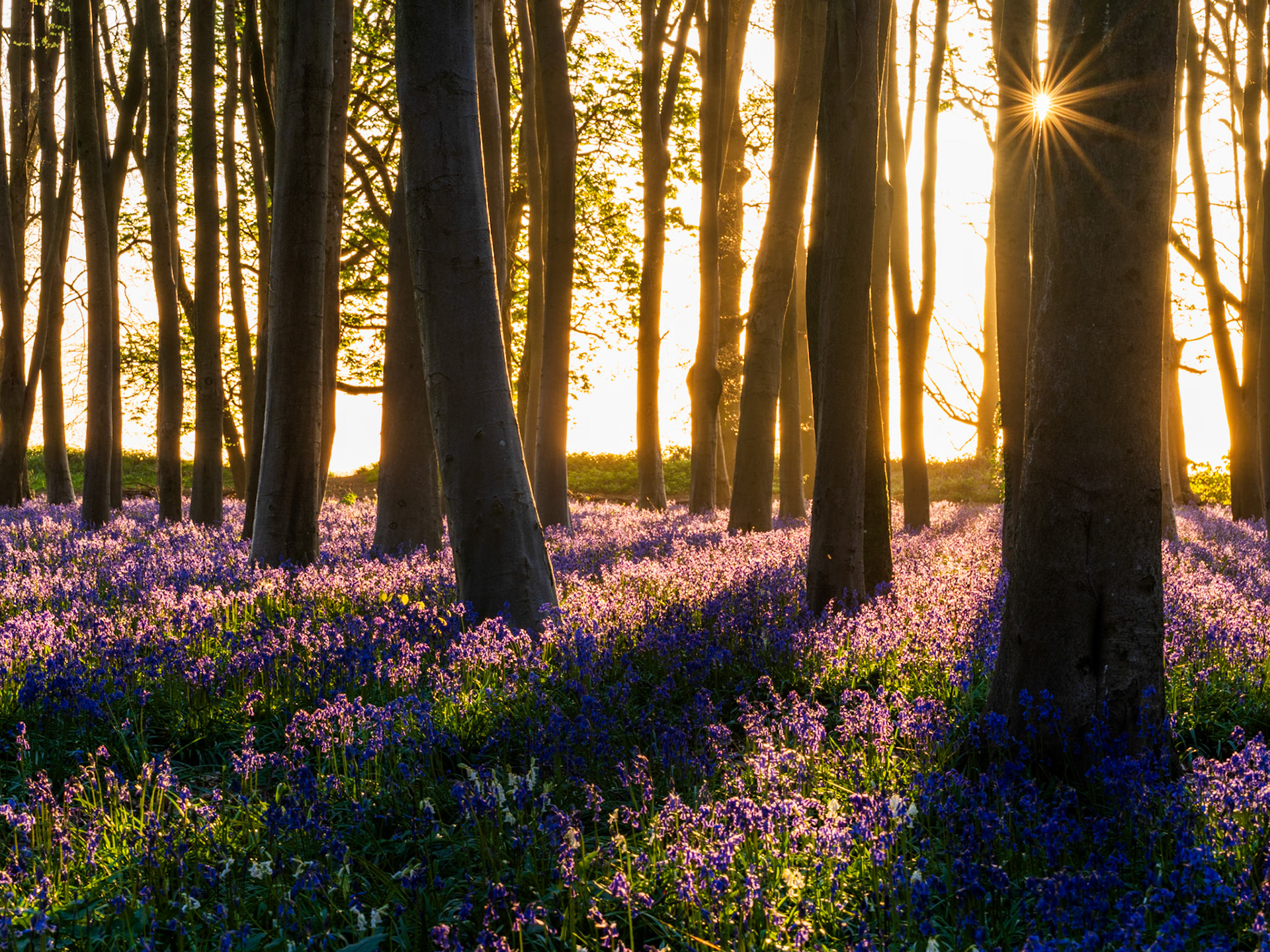 Sunrise in this beautiful beechwood creates magical light and shadows across the carpet of bluebells. Captured in Badbury Wood, Oxfordshire.