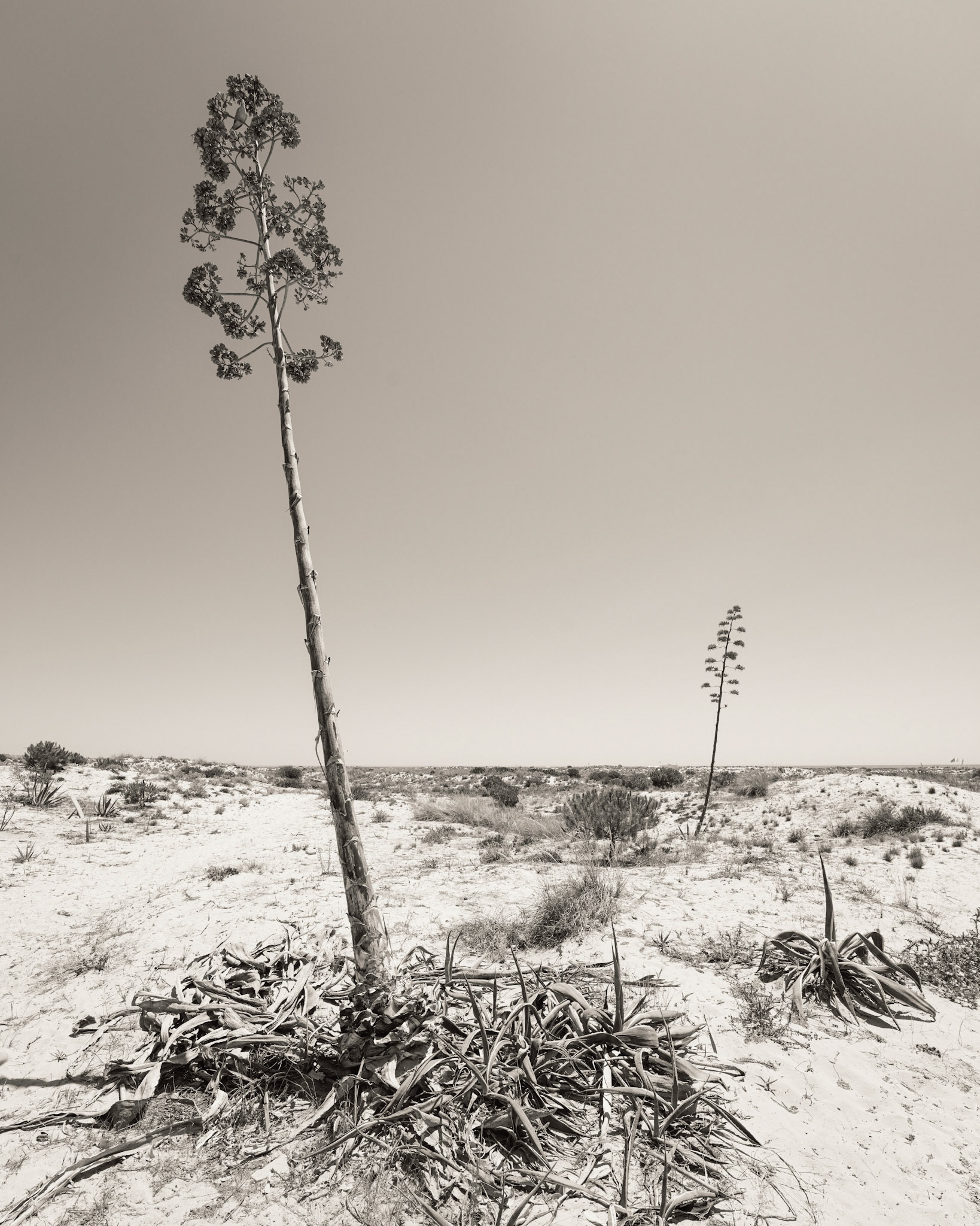 Two agave plants send up tall flowering spikes above a bleached desert floor, the larger specimen dominating the foreground against a featureless pale sky. The mono conversion strips back colour to reveal the structural contrast between the spent basal rosette and the vertical thrust of the bloom stalk. A second, smaller plant recedes into the arid scrub, establishing quiet scale and repetition.