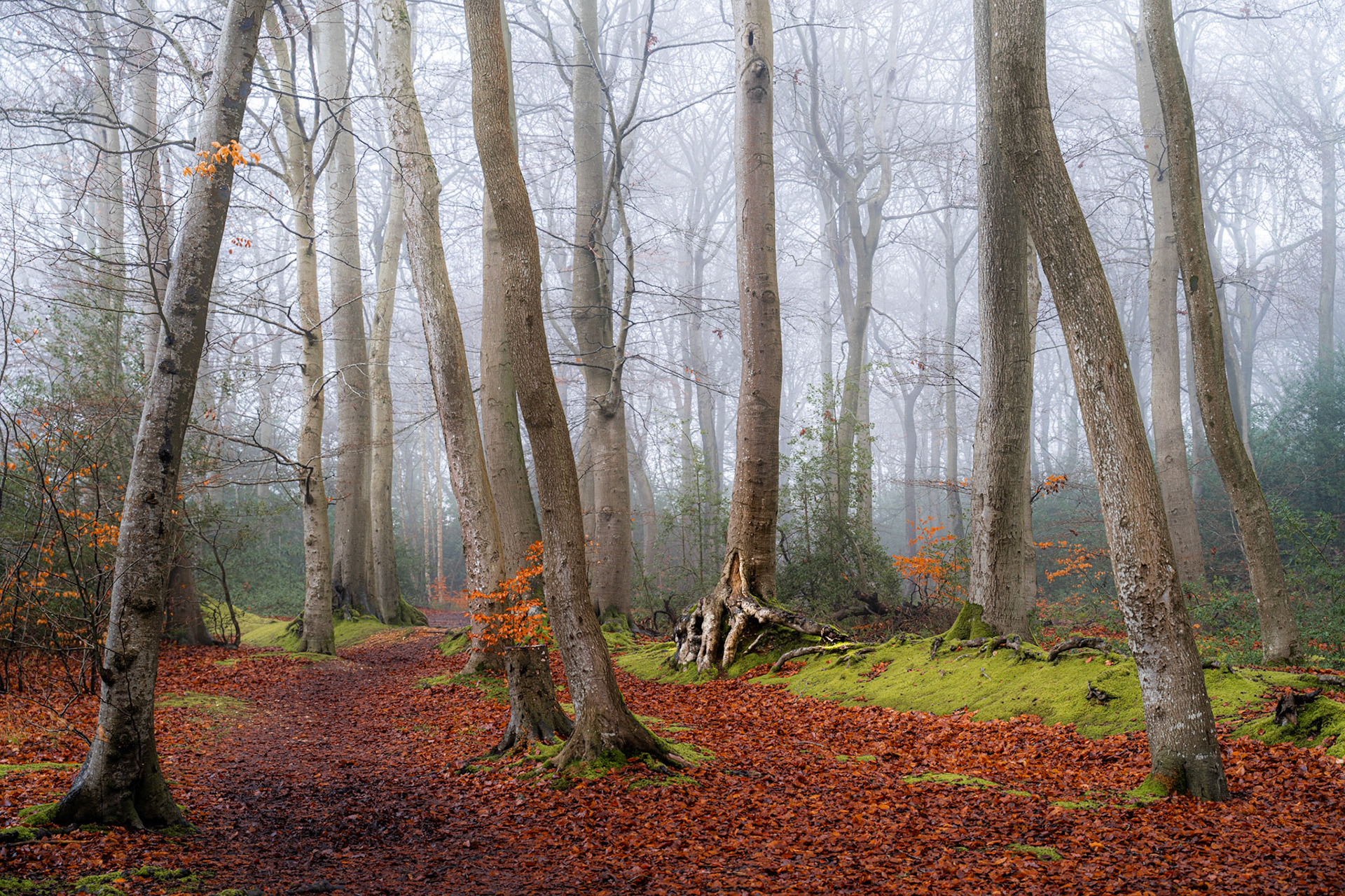 Bare beech trunks recede into fog on a still winter morning in the Chilterns, Oxfordshire, their pale bark contrasting with a floor of copper leaves and vivid moss. A gnarled stump anchors the mid-ground, drawing the eye through the rhythmic vertical forms. The diffuse light and absence of wind give the scene an interior quietness characteristic of upland beech woodland in deep winter.