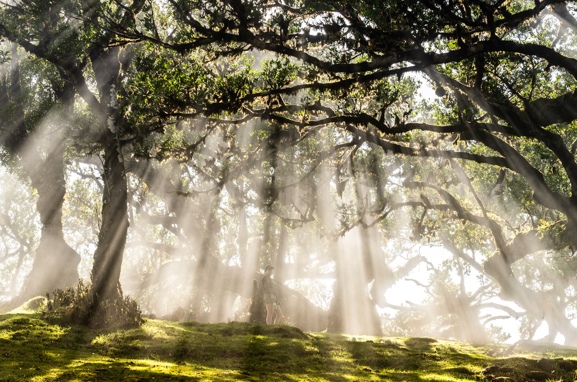 Crepuscular rays pierce the canopy of an ancient laurisilva woodland, illuminating drifting mist between moss-covered trunks. A solitary figure stands mid-frame, dwarfed by the arching boughs and suffused light, providing both scale and quiet human resonance. The mossy ground and humid haze are characteristic of Madeira's UNESCO-listed laurel forest.