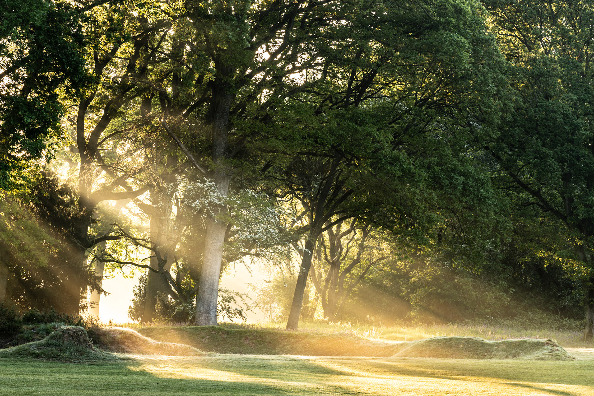 Low dawn sun drives hard crepuscular rays through a stand of mature oaks, the residual ground mist catching each shaft and separating the trees into distinct planes of depth. Closely mown fairway turf and rough grass mounds frame the foreground, suggesting a parkland or course setting rather than ancient wildwood. The exposure holds detail in the lit mist without burning the source, a technically precise balance.