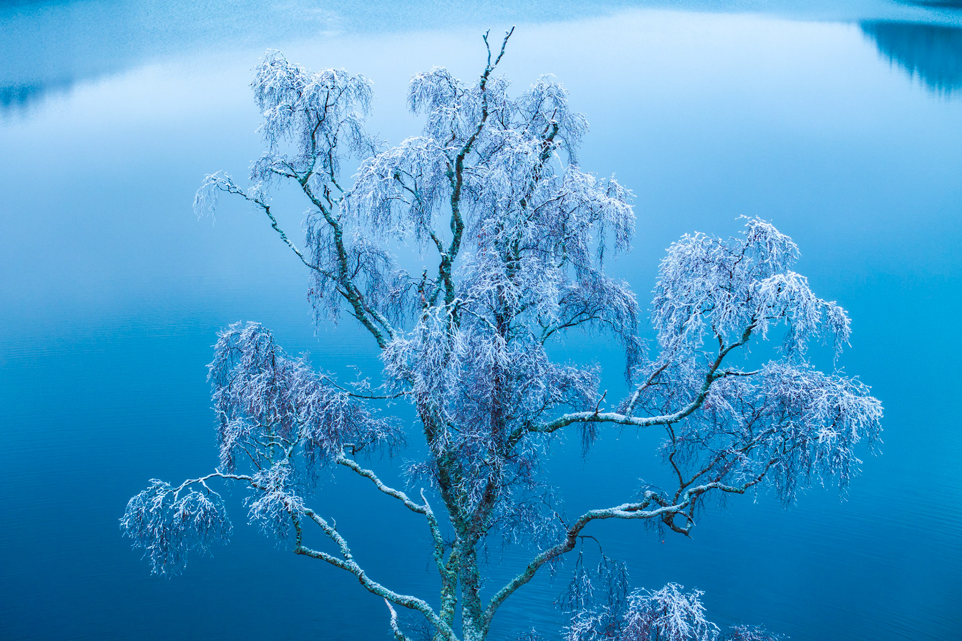 A hoarfrosted birch stands against the glassy surface of a loch near Aviemore, photographed from above in the blue pre-dawn light of a December morning. The still water acts as a near-featureless ground, isolating the tree's delicate, ice-laden canopy into something close to botanical illustration. The aerial vantage strips away all landscape context, leaving only structure and cold.