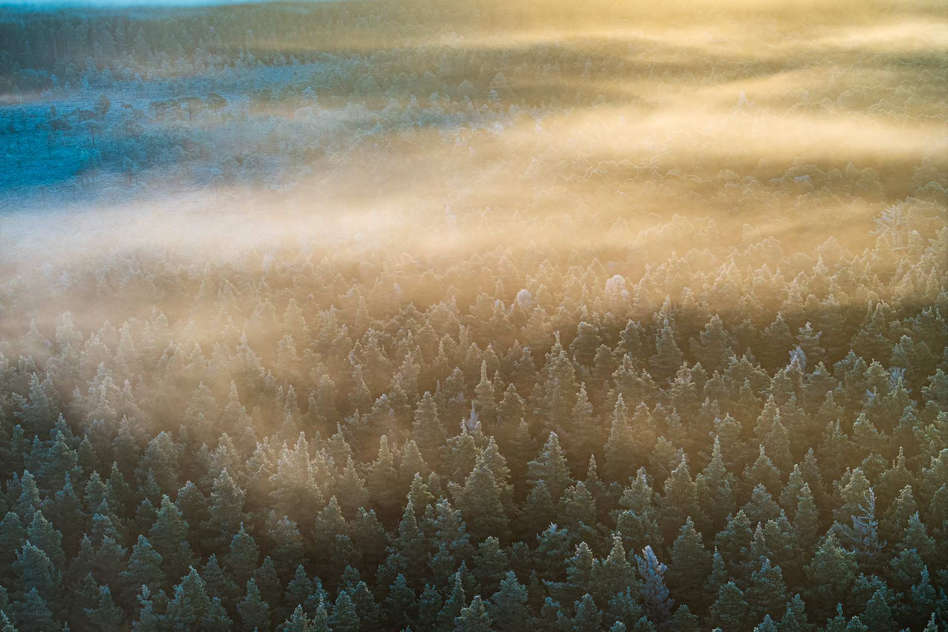 A temperature inversion pools over frost-tipped Scots pine forest in the Cairngorms fringe near Nethy Bridge on a winter solstice morning. Low mist moves in distinct laminar layers, lit from the east with warm raking light that separates the cold blue shadow on the left from the suffused gold of the inversion core. The aerial perspective compresses the canopy into a textured surface, giving the fog the quality of slow water.