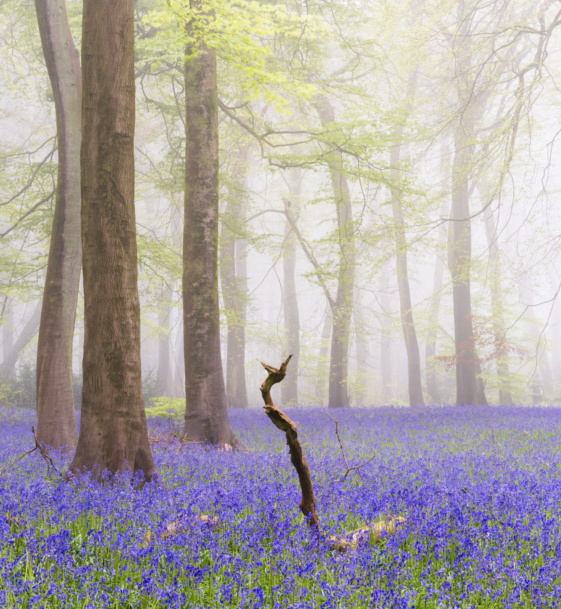 A dense carpet of bluebells covers the woodland floor beneath emergent beech canopy in the Chilterns, Oxfordshire, the early-morning mist softening the background into successive planes of grey and pale green. A single gnarled dead branch rises from the flower mass at centre frame, providing a point of tension against the calm horizontality of the scene. Captured at first light in late spring, when the bluebell peak and the beech flush briefly coincide.