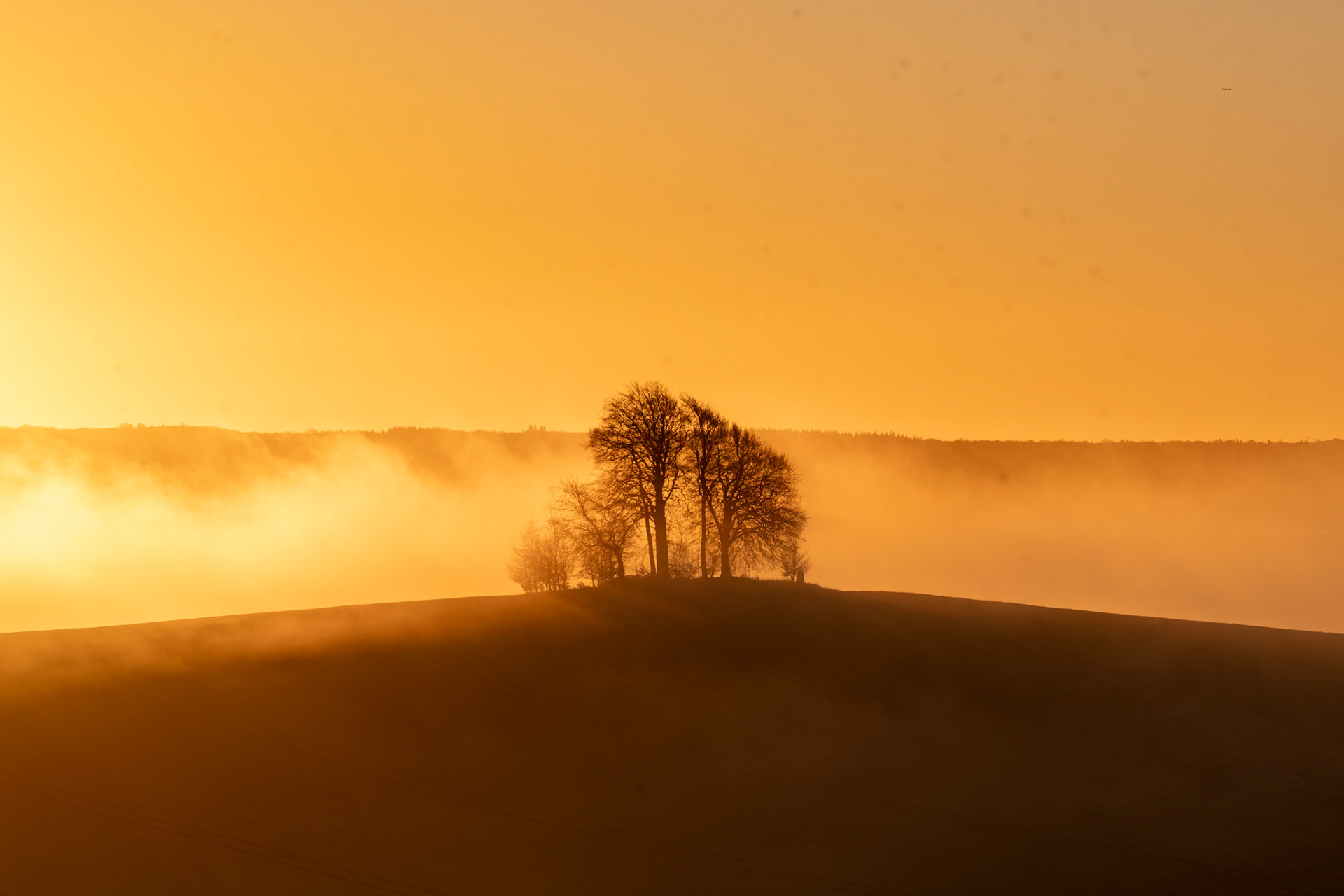 A tight copse of bare-branched trees crowns a rounded hill as ground fog rolls across the surrounding farmland at dawn. The backlit mist separates the hillock from a distant treeline, reducing the scene to layered silhouettes against a saturated amber sky. Captured in mid-January, the leafless canopy and low sun angle fix the moment precisely in the dormant season.