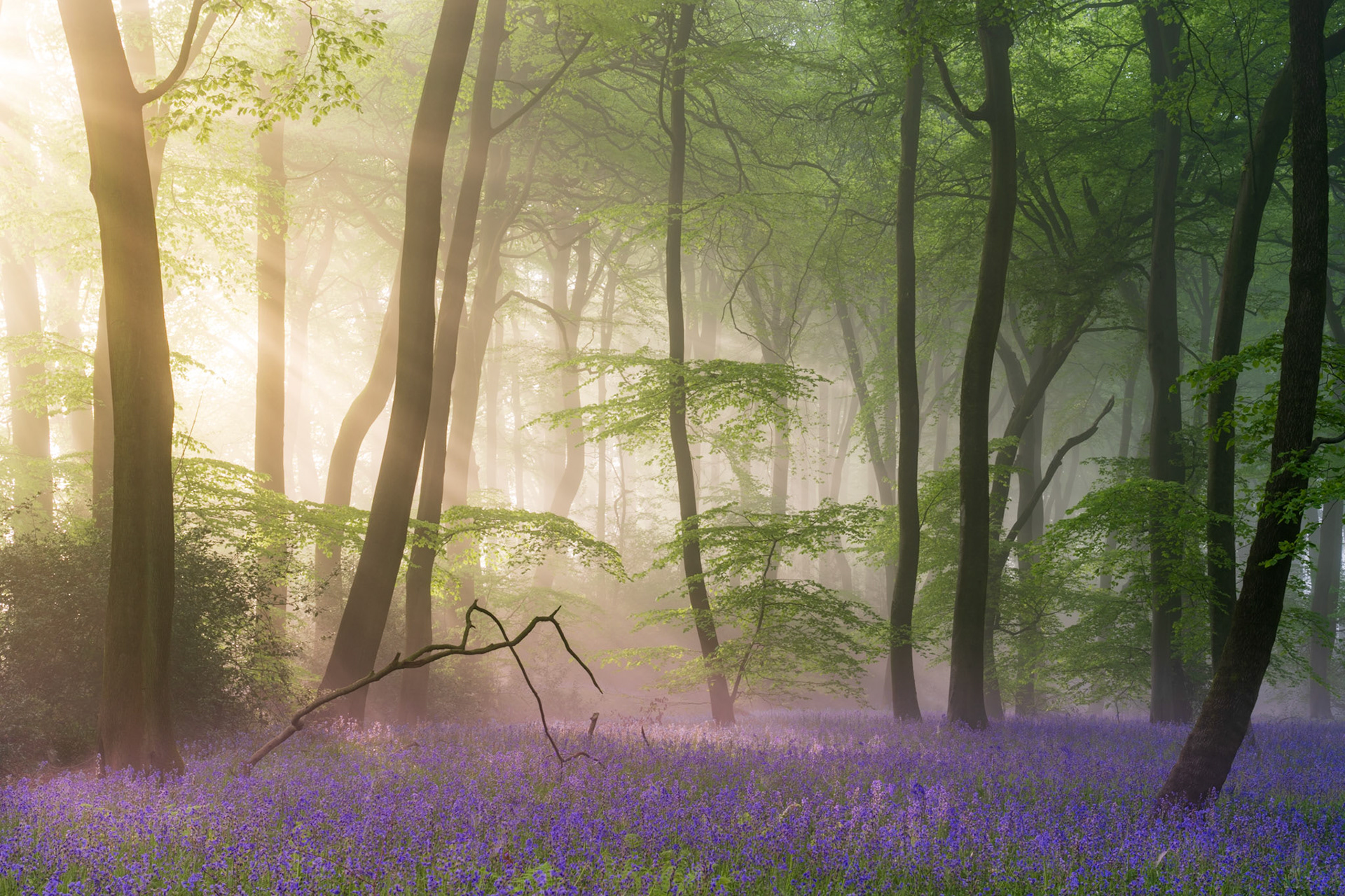Springtime Sunbeams Bluebells, Chilterns, UK (Awarded)