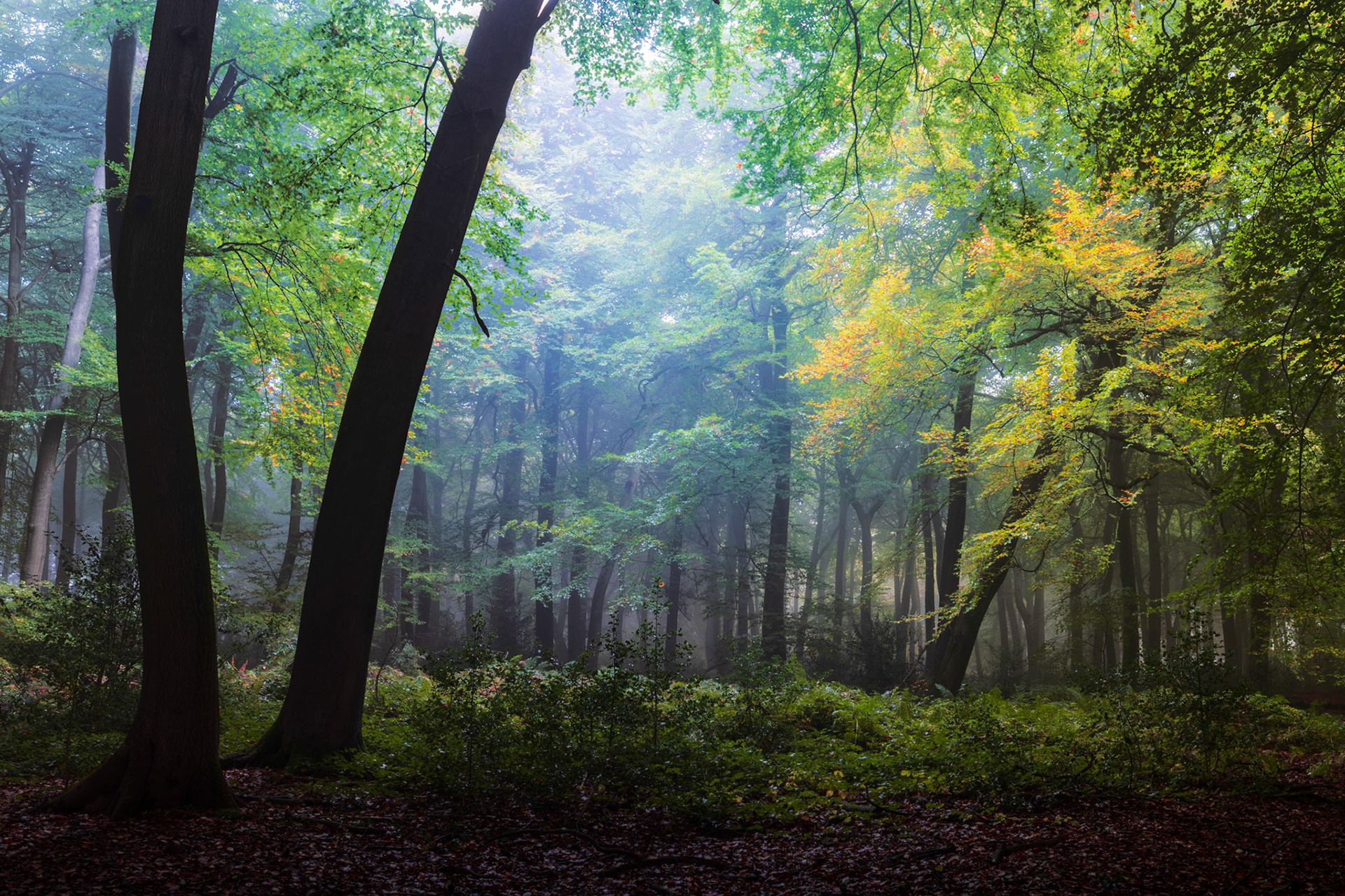 Early autumn mist settles between mature beech trees in the Chilterns, Oxfordshire, at the transitional moment when foliage shifts from green to amber. Diffused light filters through the canopy, separating successive planes of trunk and understorey and lending the interior a quiet luminosity. The leaf litter floor and low shrub layer ground the image in the particular stillness of an October morning.
