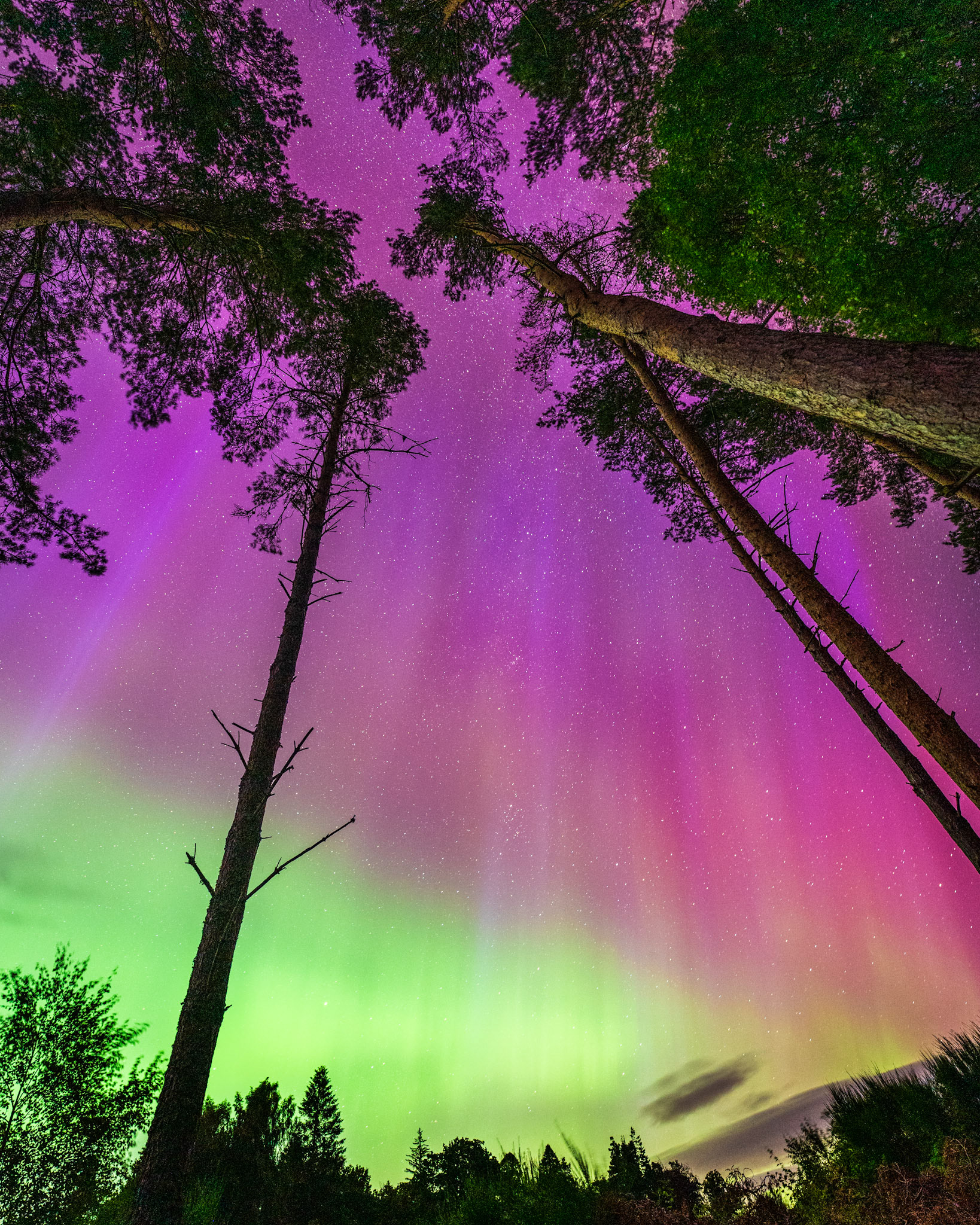 Aurora Borealis (northern lights) shining brightly in the night sky above some tall pine trees deep in the Cairngorms National Park, Scotland