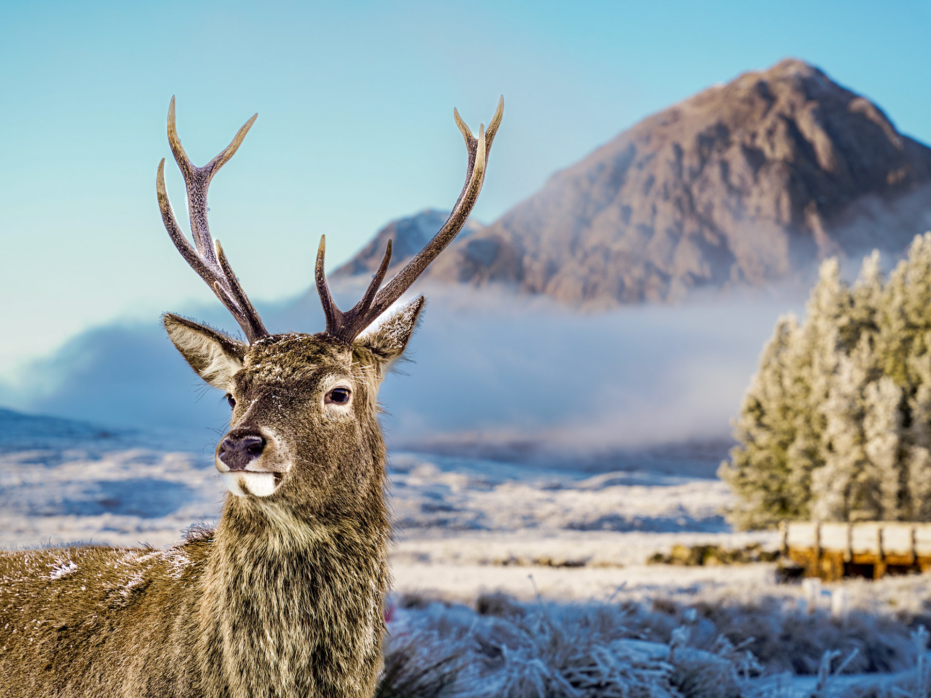 A red deer stag turns to face the camera at close range, frost dusting its muzzle and antler bases. Behind it, low cloud wraps the flanks of a bare Highland peak above a snow-covered glen floor. The compressed perspective places the animal in direct relationship with the mountain, grounding the portrait in its landscape context.