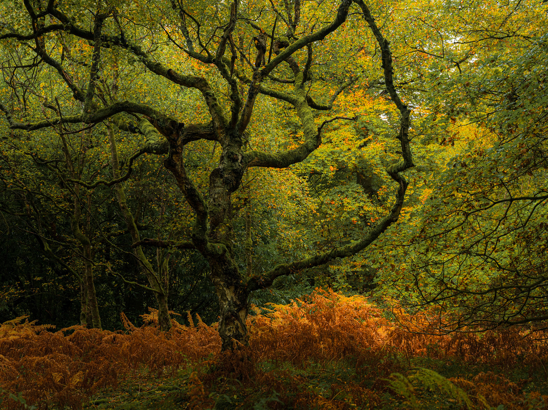 A veteran beech growing in the Chilterns, Oxfordshire, spreads its moss-clad limbs wide across the frame, anchoring a dense autumn woodland interior. Bracken beneath has turned a deep rust, contrasting with foliage still holding green at its peak of colour change. The flat, diffuse light of an overcast October afternoon strips away distraction and keeps the architecture of the tree central.