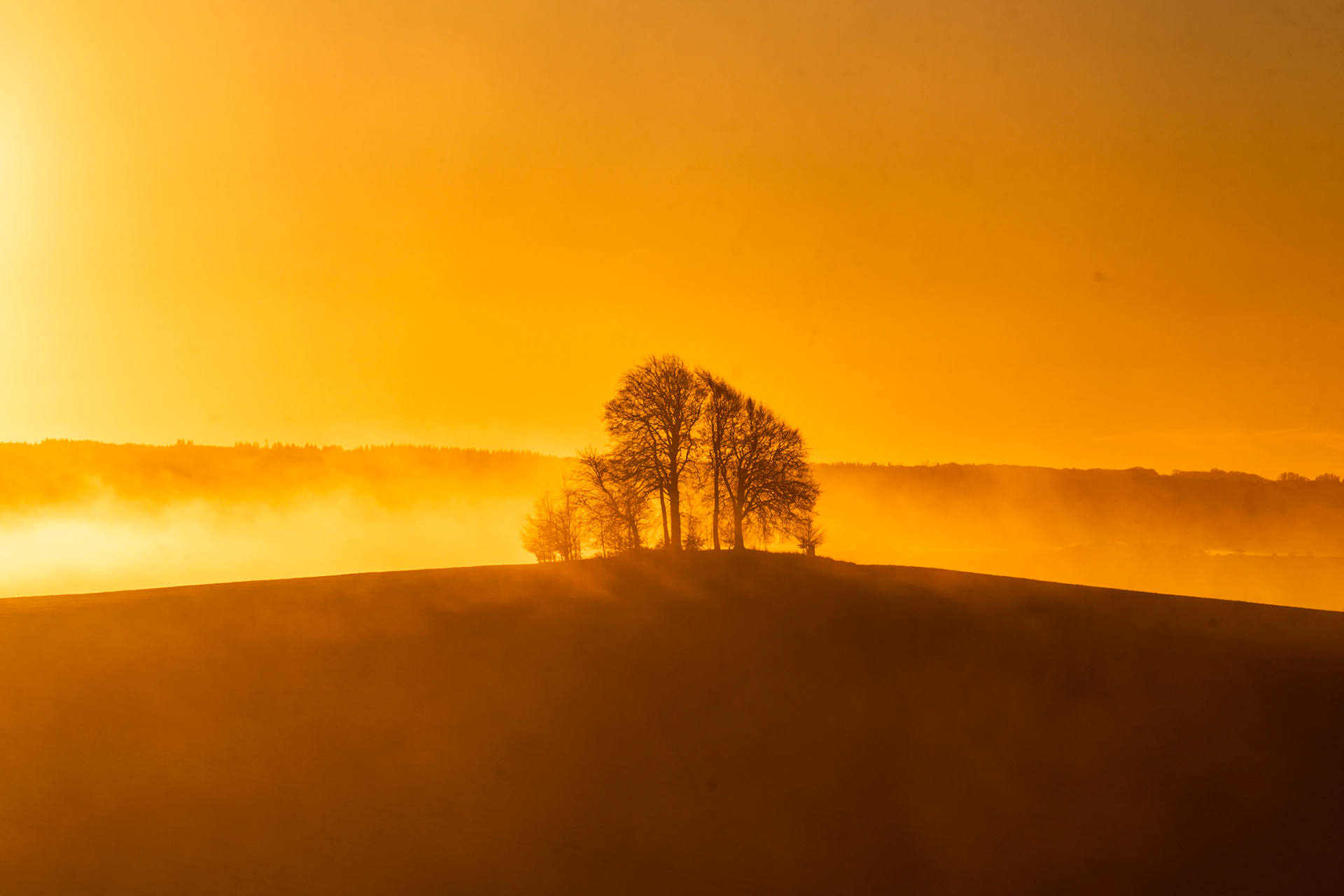 A small cluster of bare-branched trees crowns a rounded hilltop as ground fog rolls across the mid-distance, backlit by low winter dawn light that saturates the scene in deep amber. The silhouetted treeline of a wood in the background adds a second horizontal layer, reinforcing the sense of depth within the inversion. The dark foreground slope anchors the composition and throws the illuminated fog bank into sharp relief.