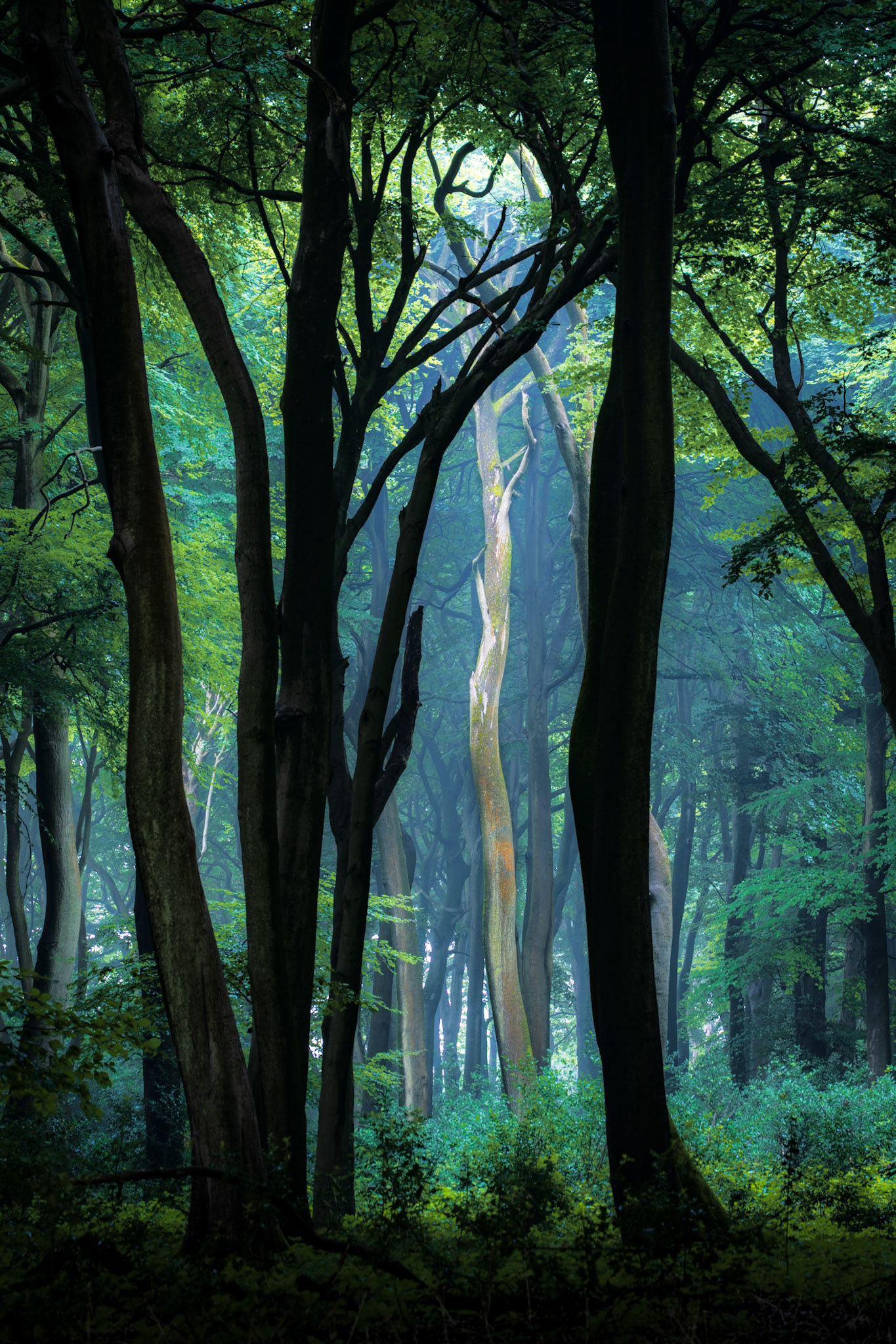 From the dark into the light, woodland, England, UK