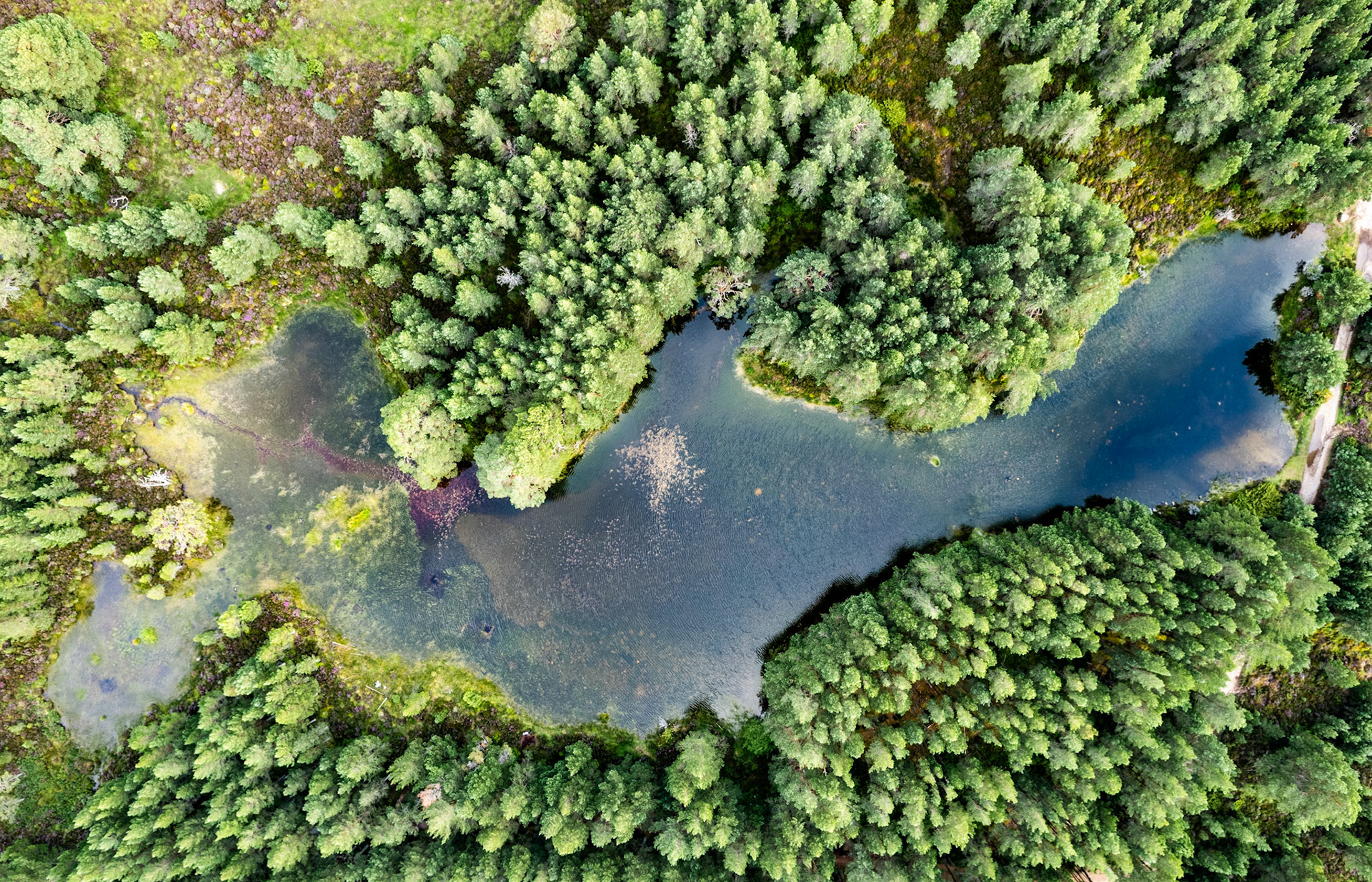A small lochen is visible deep in the Caledonian Forest, Cairngorms, Scotland
