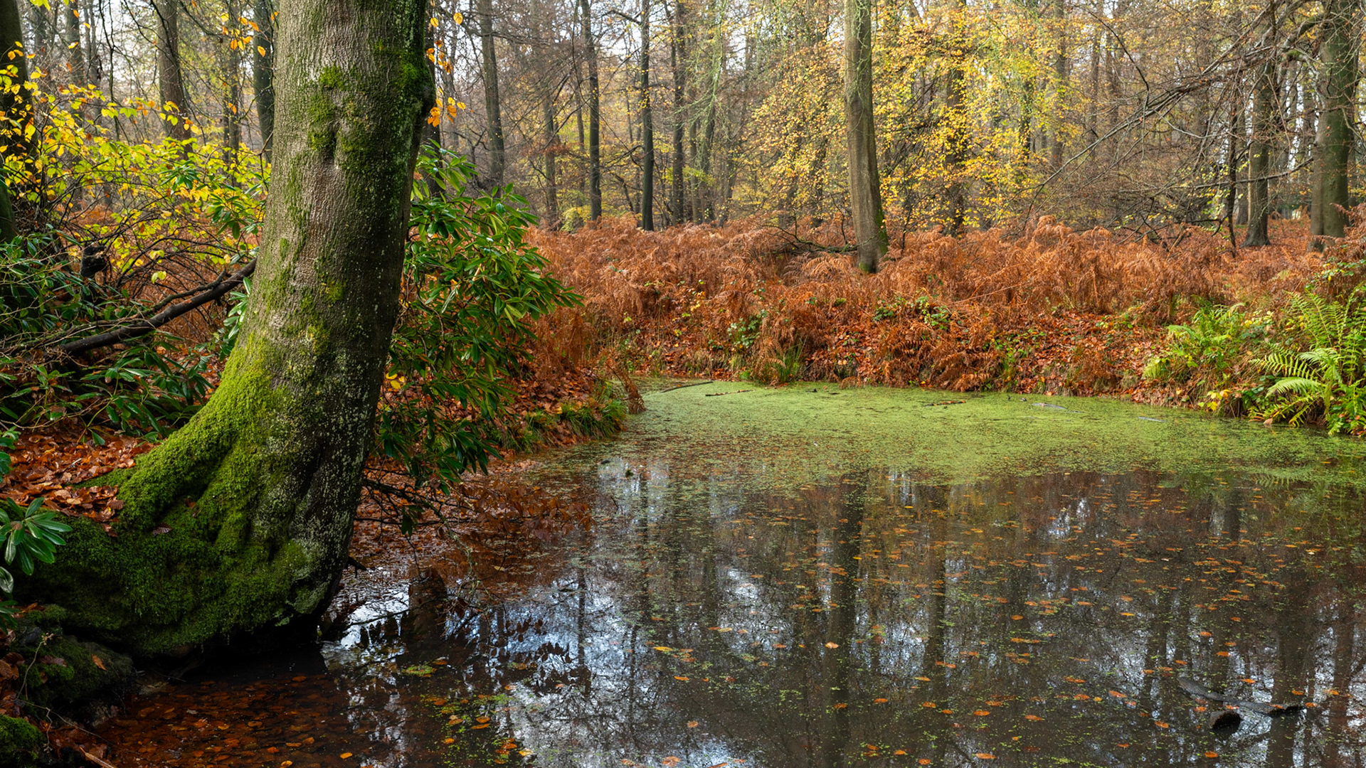 A shallow woodland pool in the Chilterns, Oxfordshire, fringed with collapsed bracken and moss-covered beech roots, holds a still reflection of bare November canopy above. Fallen leaves drift at the water's edge where duckweed colonises the shallower reaches. The flat overcast light flattens depth but preserves the muted palette of late-season decay.