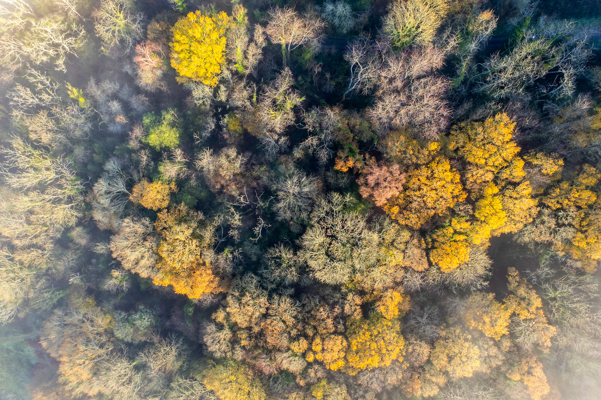 A nadir aerial view over mixed deciduous woodland near Henley-on-Thames reveals the uneven progression of autumn leaf-fall, with vivid yellow crowns punctuating a matrix of bare grey branches and residual evergreen. Low winter sun rakes across the canopy from the upper left, casting the deeper gaps into shadow and lending the composition a mosaic-like depth. The December capture date places this at the ragged tail of the season, where colour and dormancy compete across the same stand.