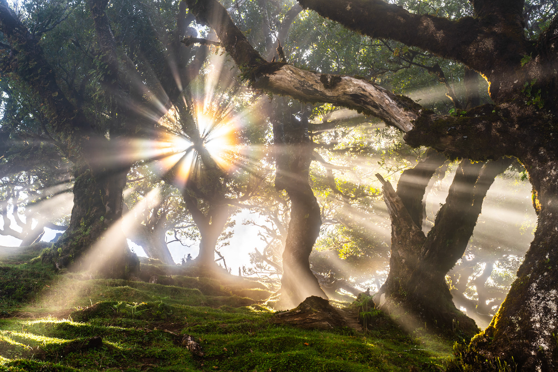 Sunbeams fracture through a gap in the ancient canopy of a laurisilva forest, the low morning sun creating pronounced star-bursts where it pierces the mist between moss-covered trunks. The combination of atmospheric moisture and dense, gnarled boughs frames the light as a structural element rather than a backdrop. Fanal forest, Madeira, is unmistakable in the character of these centuries-old Til and Laurel trees.