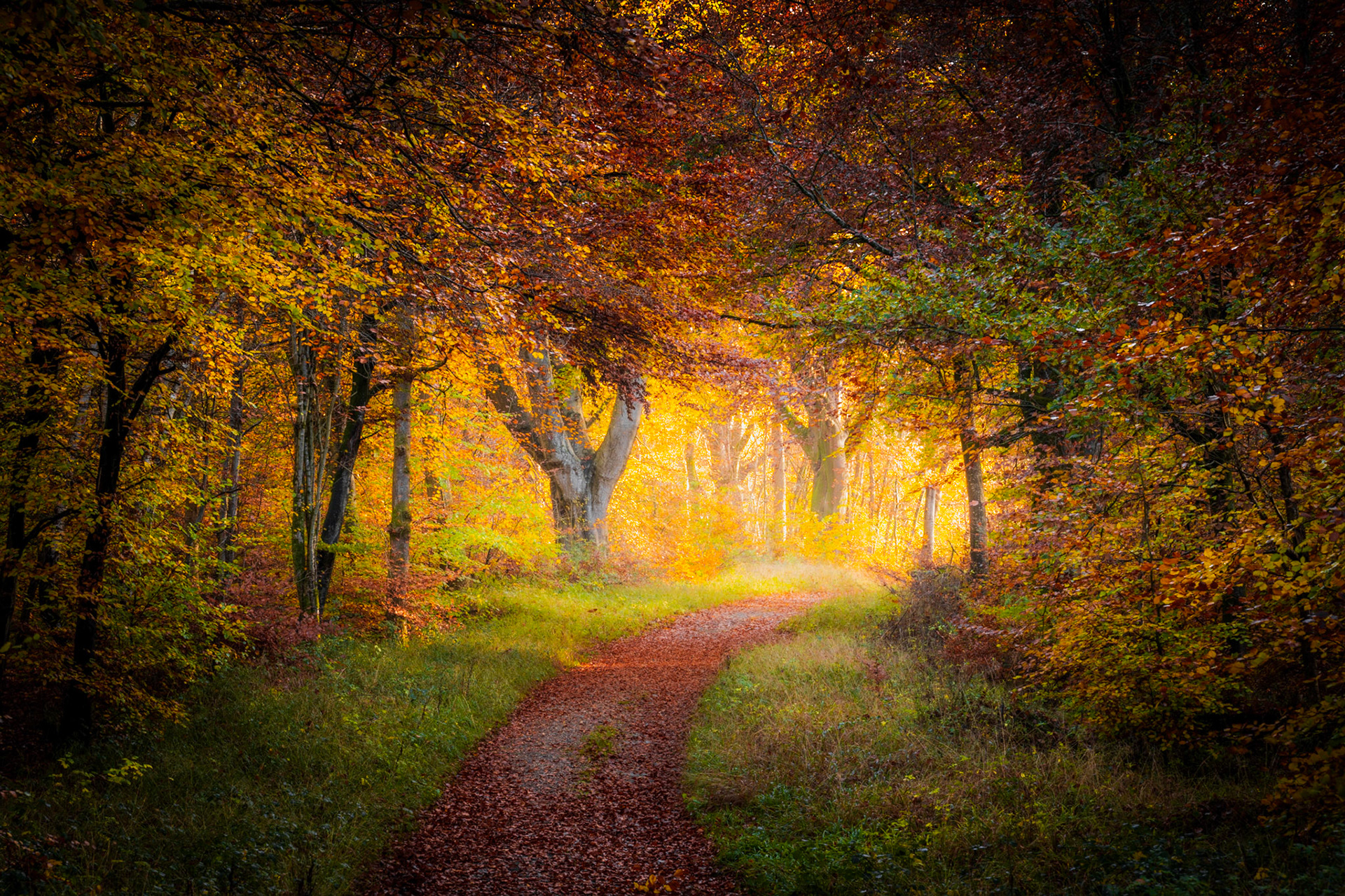 A leaf-covered track in the Chilterns, Oxfordshire draws the eye toward a glowing break in the beech canopy, where diffuse autumn light saturates the mid-distance with amber. The dark foreground framing and arching branches form a natural tunnel, concentrating atmosphere at the vanishing point. Post-processing has deepened the surrounding tones, heightening the contrast between shadow and the luminous centre.