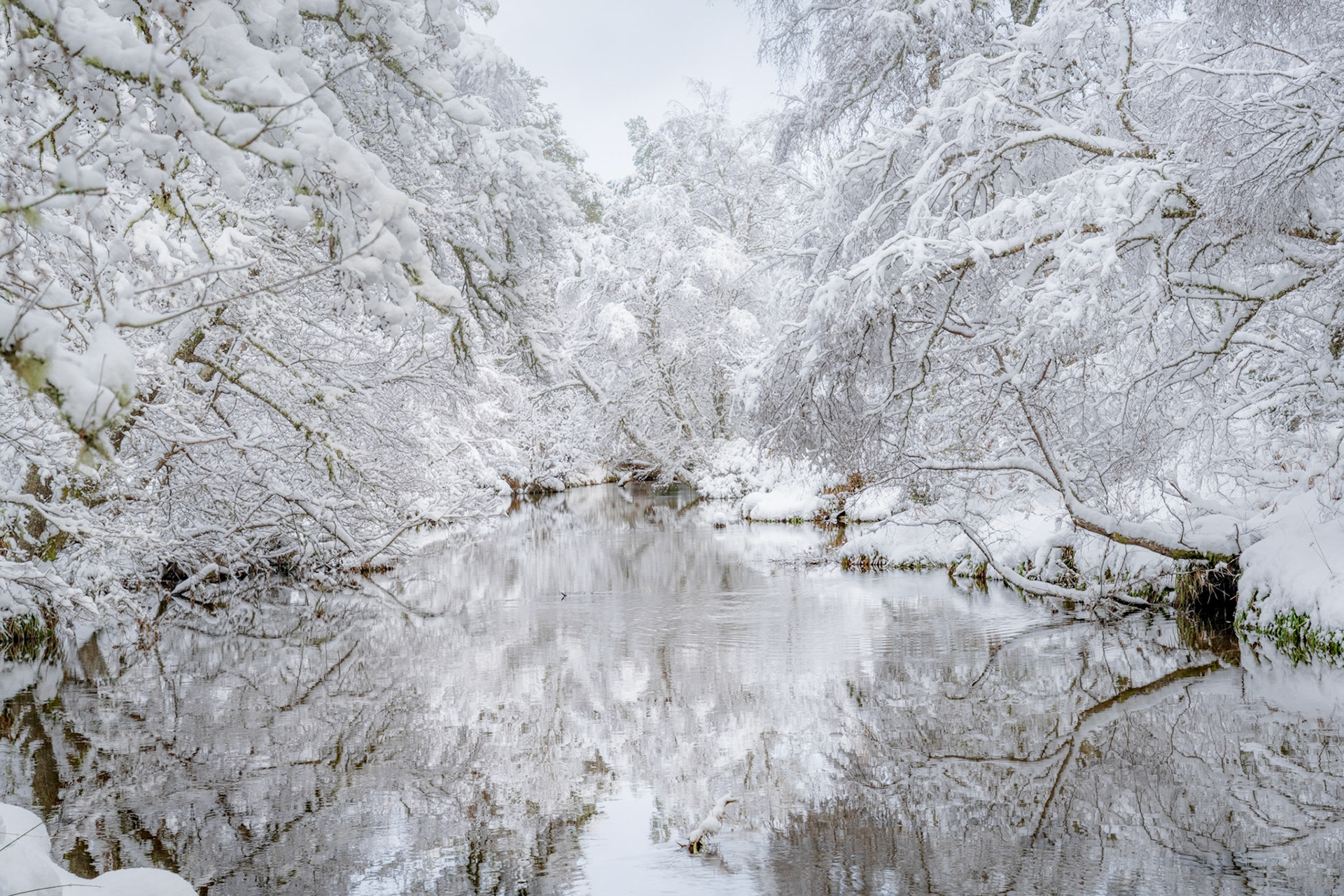 Snow covers every branch on this scene from the Scottish Highlands, along a river that feeds the famous Loch Morlich in the Cairngorms National Park. A truly winter wonderland scene.