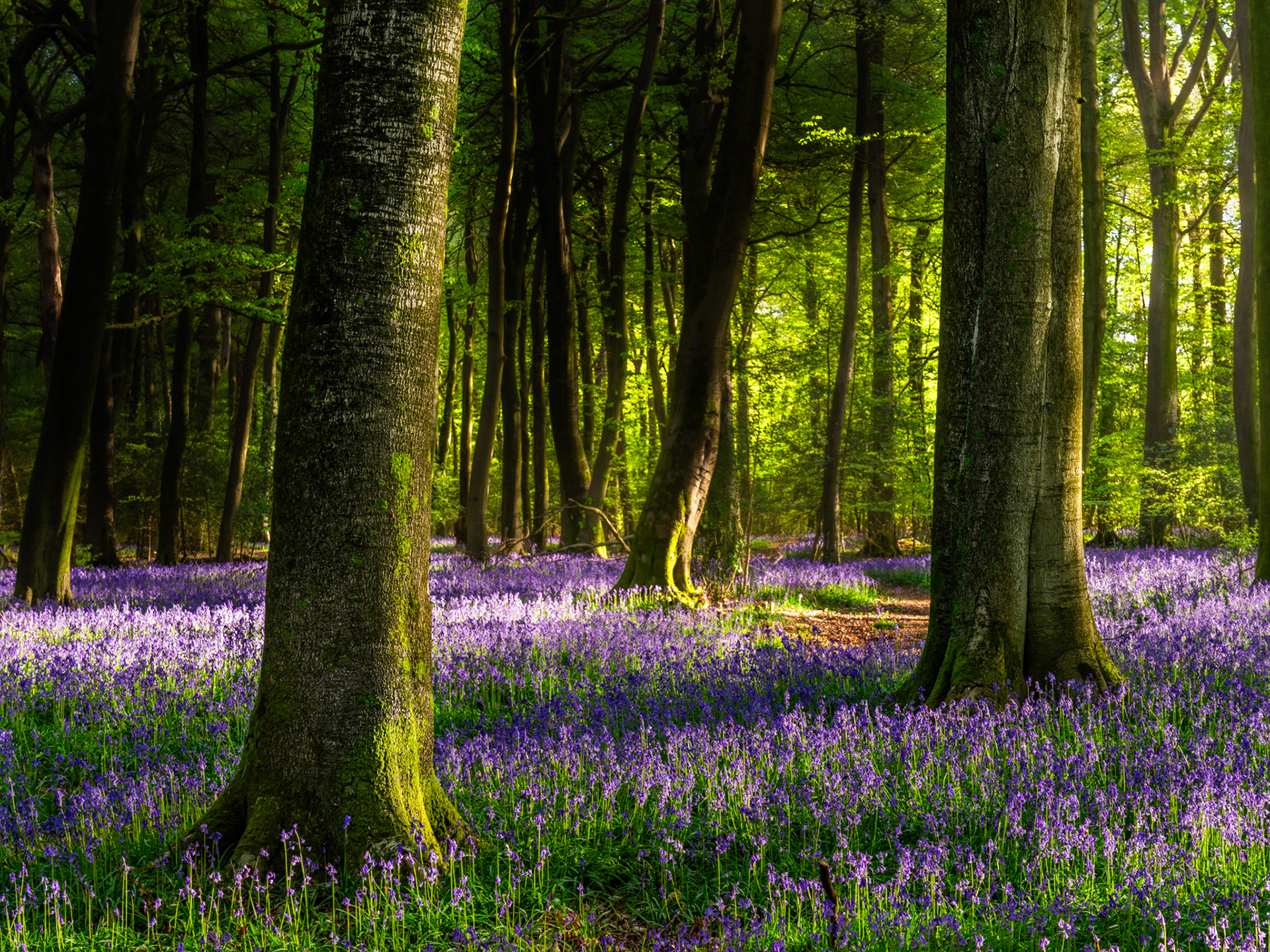 A carpet of native bluebells covers the floor of a mature beech woodland in the Chilterns, Oxfordshire, under low, raking early-morning light. The near-vertical trunks divide the frame into planes of deep shadow and luminous spring green, the backlit canopy separating the darkness of the foreground from an interior that appears almost to glow. The density and even coverage of the bluebells, combined with the quality of the light, lift this beyond a record shot into something with sustained visual weight.