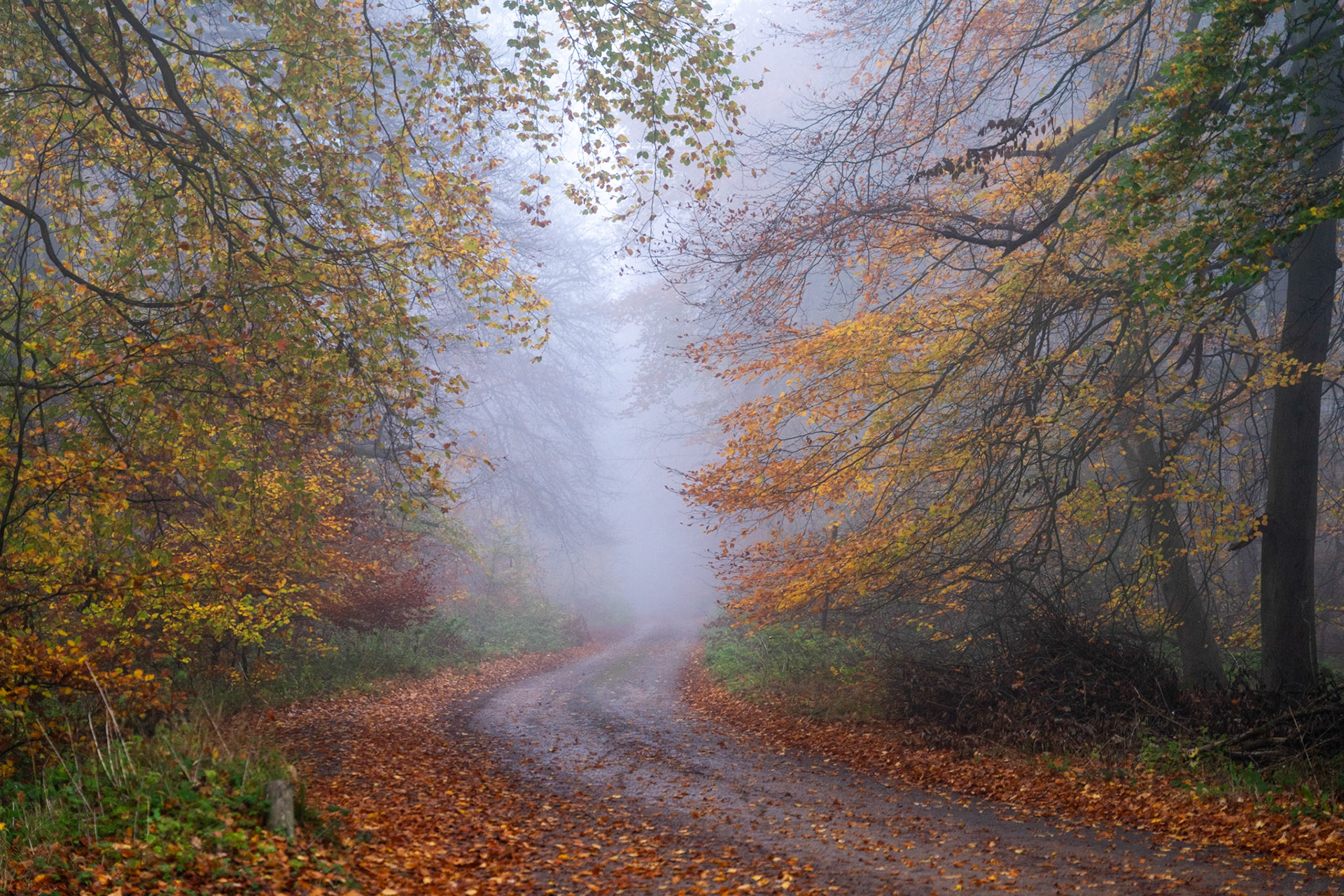A leaf-covered woodland track in the Chilterns curves into dense autumn fog, framed by beech trees in their final colour before leaf fall. The mist erases the middle distance cleanly, creating a strong sense of depth and quiet enclosure. Captured in the early morning of a November day in Oxfordshire, the cool diffuse light keeps tonality subdued and consistent.