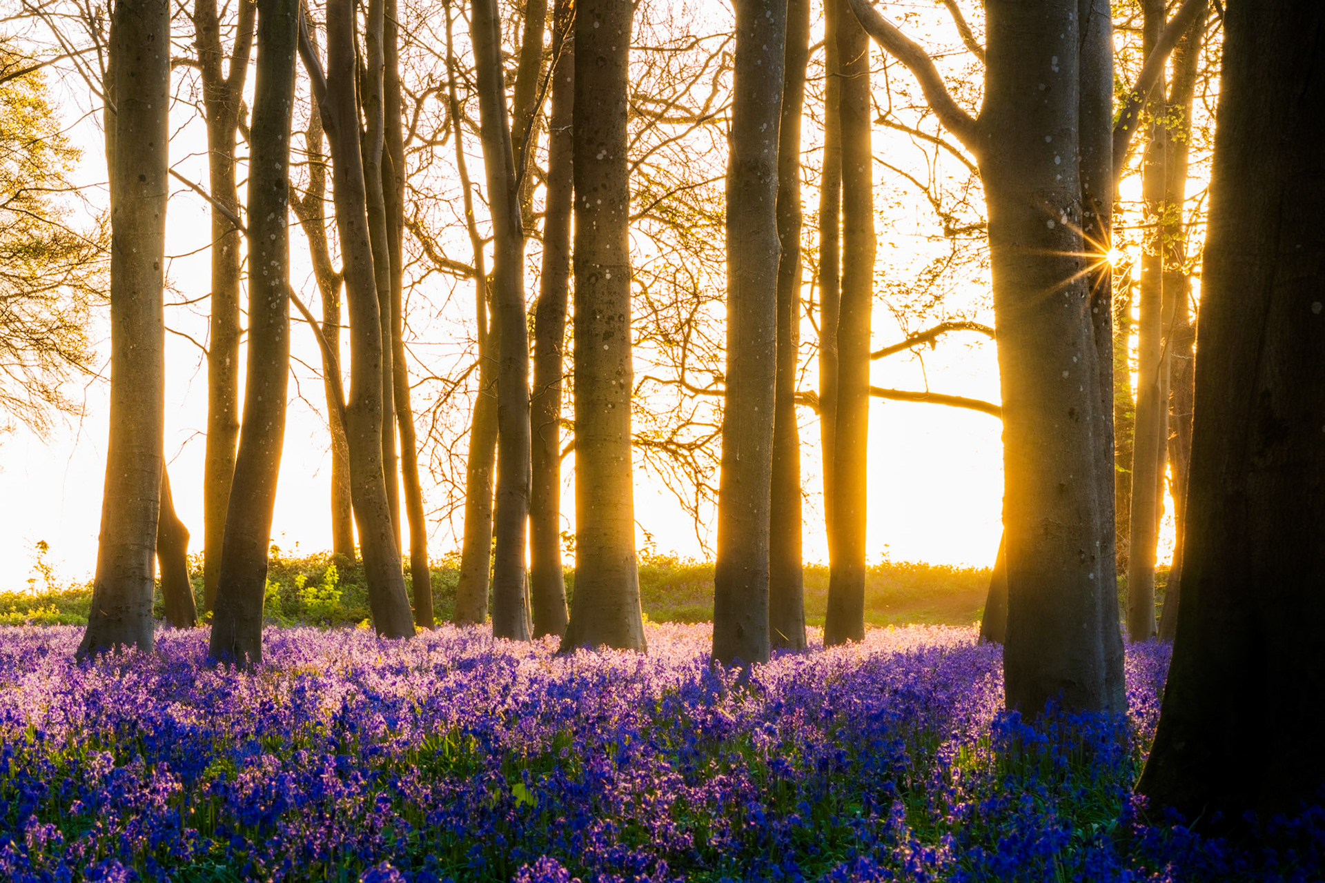 A bluebell carpet spreads beneath bare beech trunks at Badbury Clump near Faringdon, Oxfordshire, as low sunrise light breaks through the wood edge and casts warm raking light across the flower heads. The trees have not yet come into leaf, placing the capture precisely at the brief window when bluebells peak before the canopy closes. A sunstar forms between two trunks to the right, anchoring the light source without overwhelming the quieter foreground.