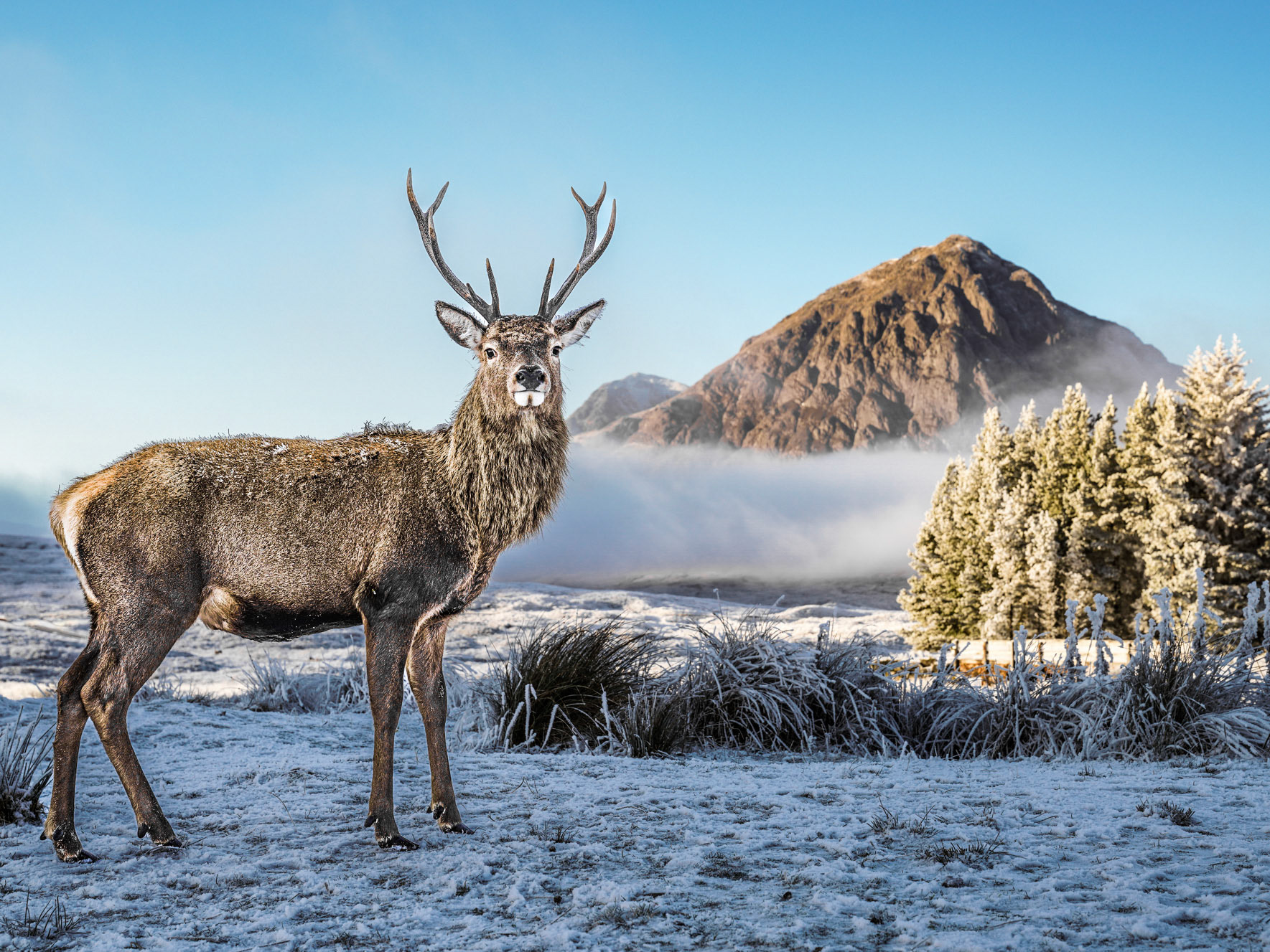 Monarch of the Glen, Stag posing in front of frozen Buachaille, Glencoe Scotland