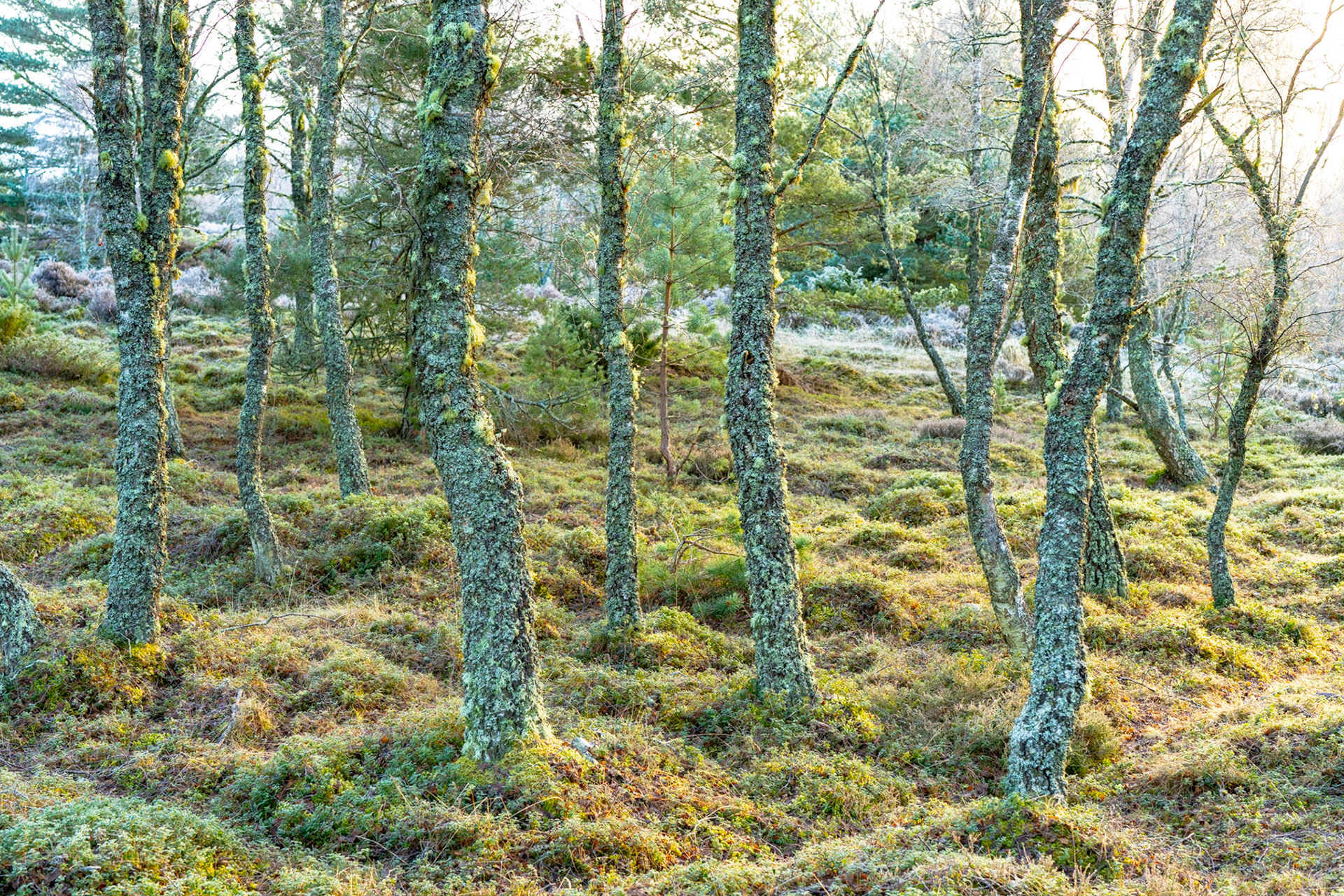 Lichen-encrusted birch trunks rise from a frost-touched understorey of heather and bilberry, the pale winter light filtering through bare canopy from the right. The repeating verticals create a quiet rhythm without resolving into a single focal point.