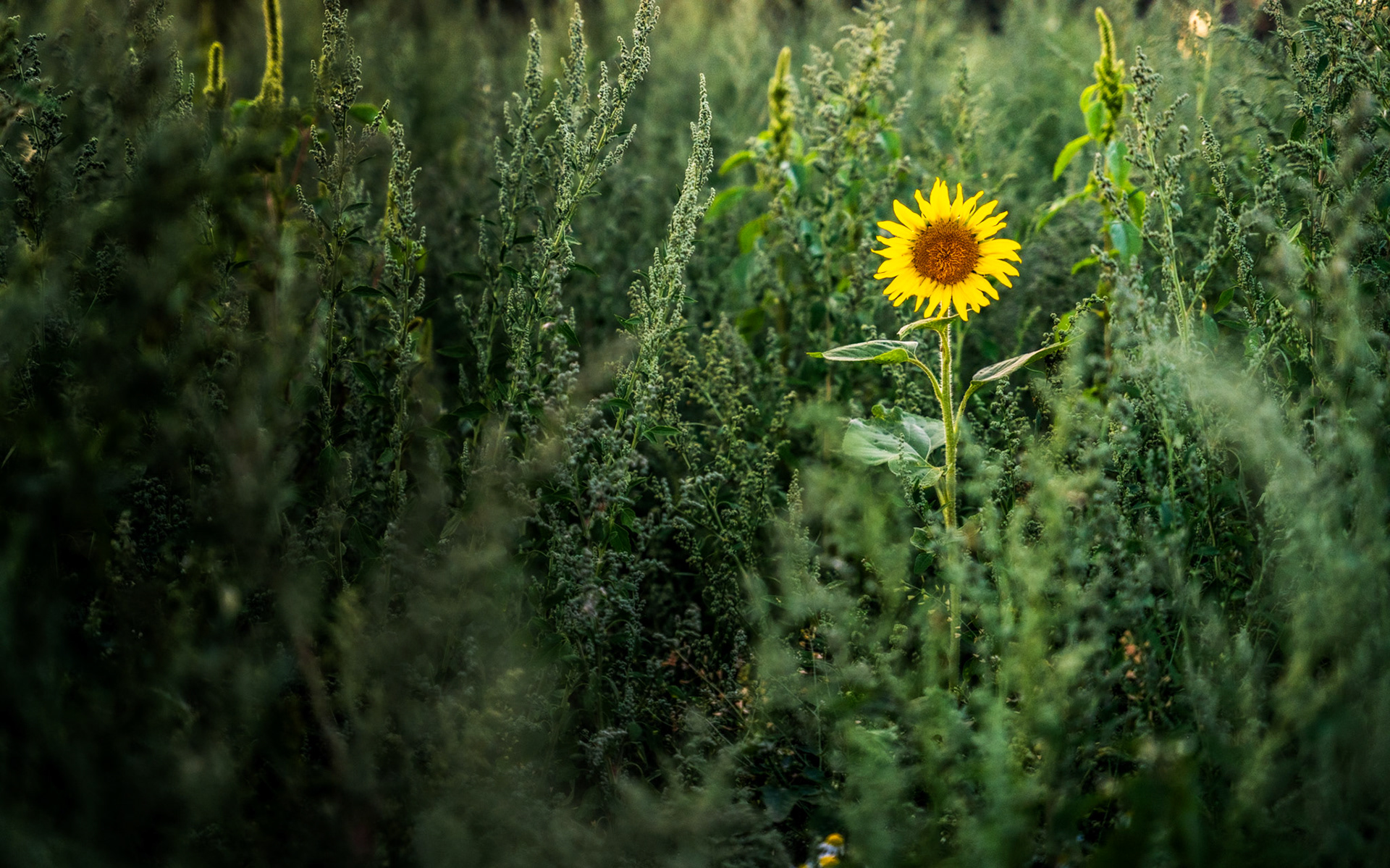 A single sunflower rises above a dense stand of weeds or wild herbs, its yellow disc catching the last warm light of a summer evening. The shallow depth of field compresses the surrounding vegetation into soft, muted green, isolating the flower against the tangle. The composition carries a quiet tension between abundance and solitude.