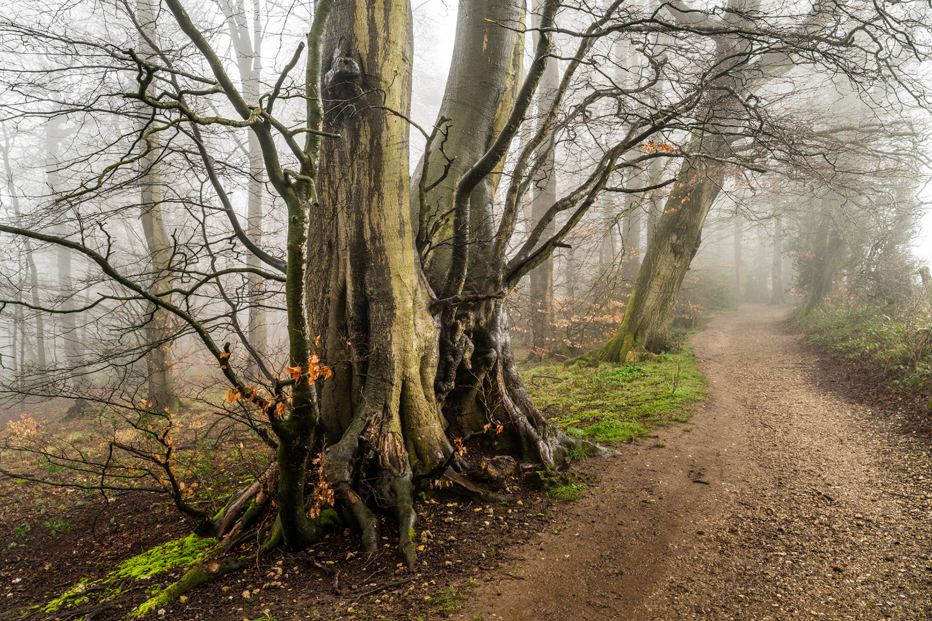 A cluster of ancient, multi-stemmed beech trees stands beside a woodland path in the Chilterns, Oxfordshire, as winter fog reduces the middle and far distance to pale grey. The gnarled, fused root bases and moss-covered ground contrast with the receding path that draws the eye into the obscured interior, the last clinging beech leaves adding the only warmth of colour.