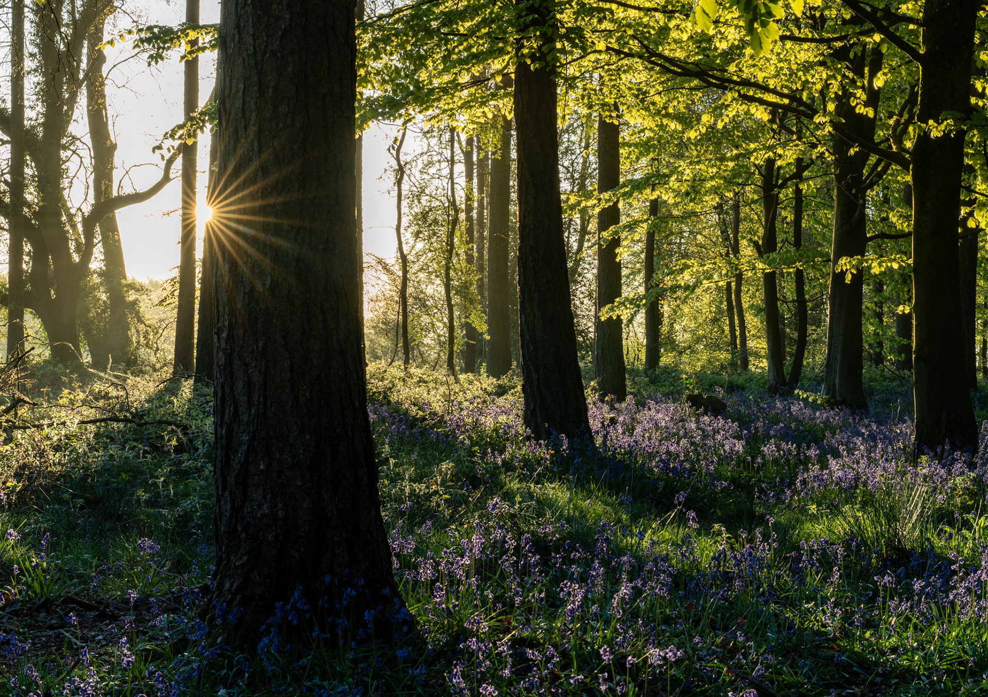 A low sun bursts through the trunks of a deciduous woodland in the Chilterns, Oxfordshire, where the floor is carpeted in bluebells at the height of spring flowering. The starburst, clipped precisely behind the largest foreground trunk, controls what could otherwise be an overwhelming light source. Rim-lit foliage and shadow-pooled ground flora create a layered depth characteristic of ancient broadleaf woodland in late April.