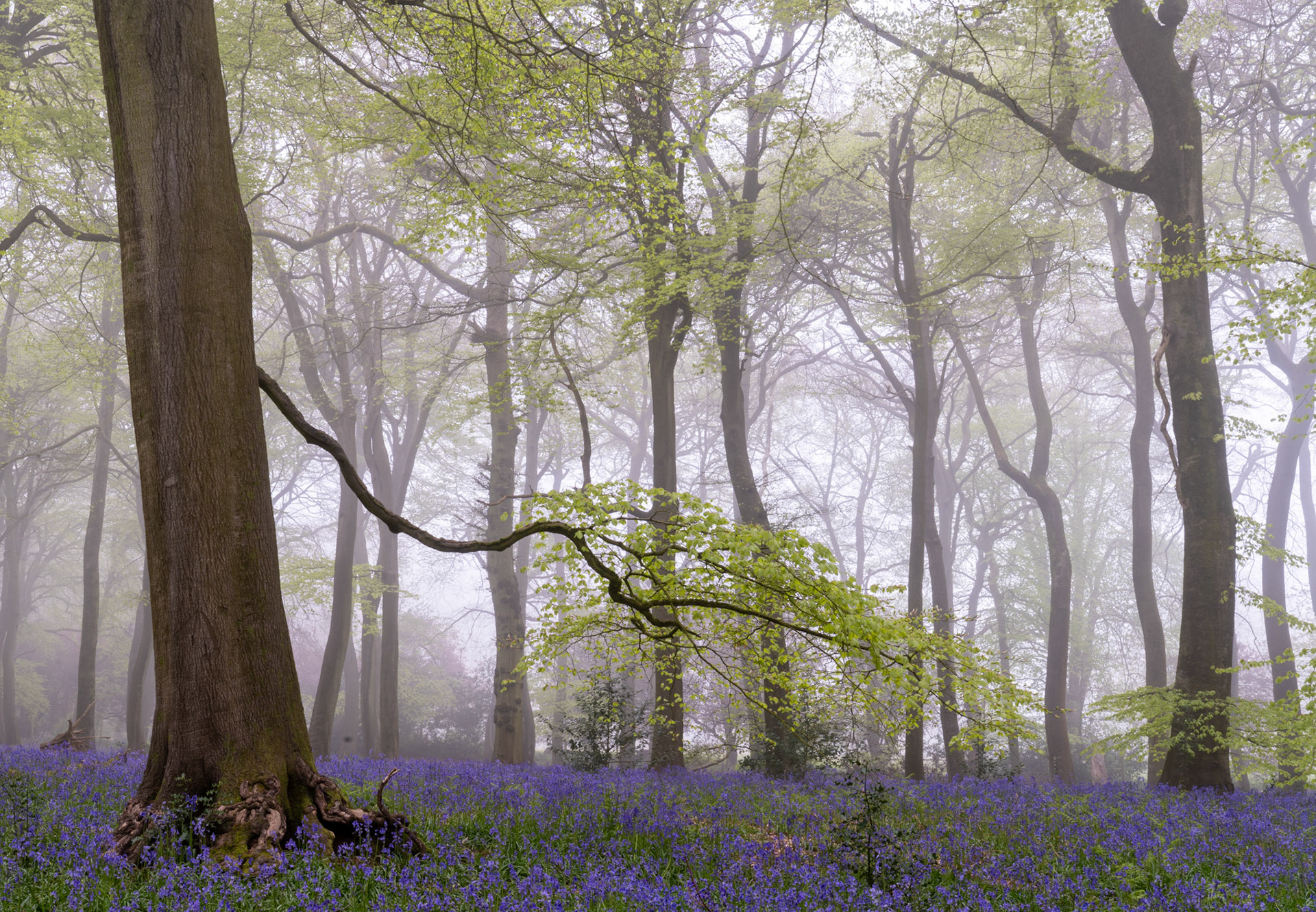 A mature beech wood in the Chilterns, Oxfordshire, photographed in early May with the floor dense with flowering bluebells beneath trees still breaking into fresh leaf. Low fog softens the mid-distance trunks to grey silhouettes, while a sweeping lateral branch draws the eye from a gnarled foreground root into the receding haze. The compression of violet ground, pale green canopy, and diffuse white air gives the image an unusual tonal restraint for the season.